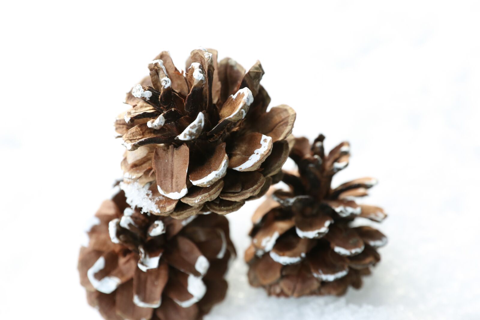 Canon EOS 7D Mark II sample photo. Pinecone, winter, snow photography