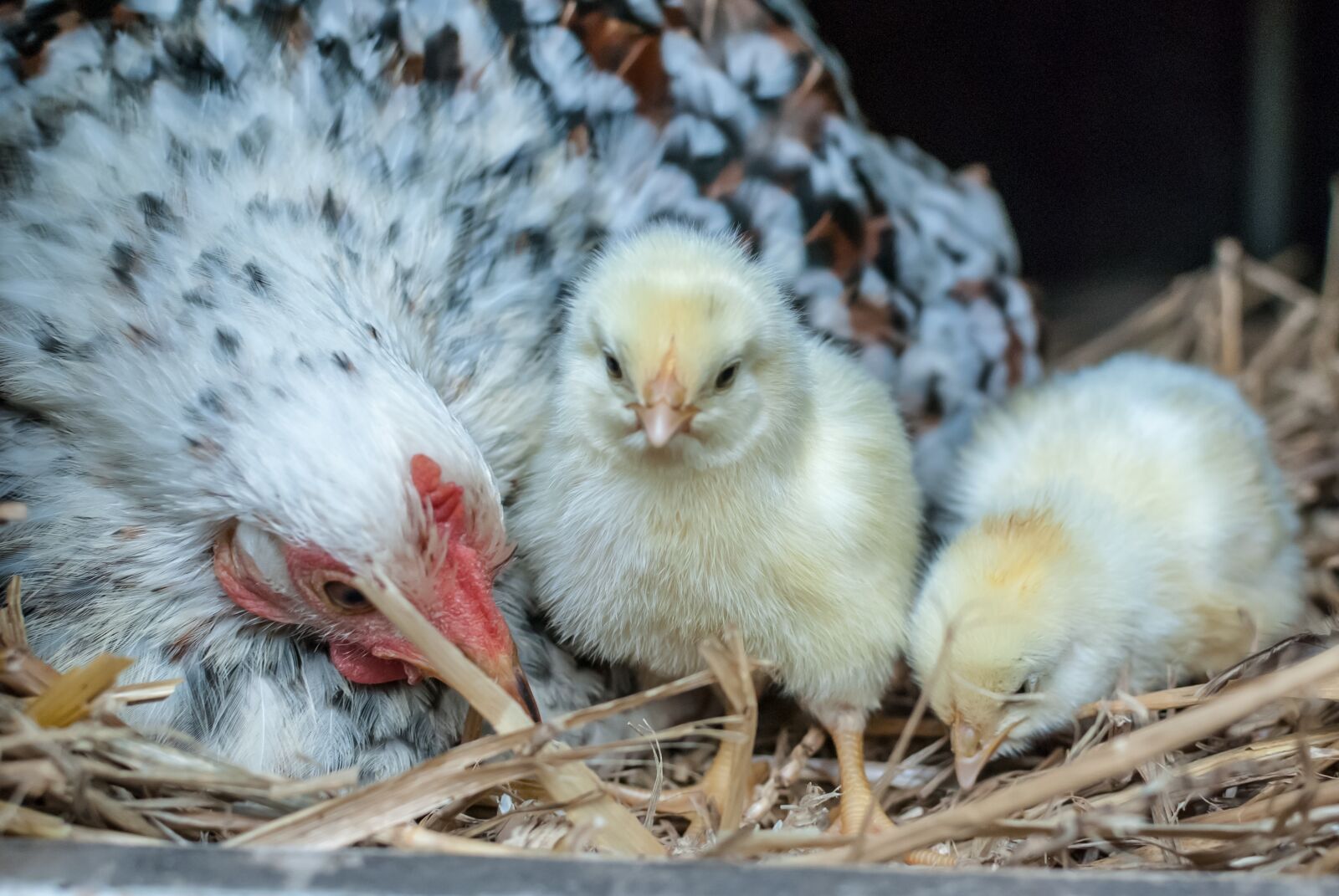 Nikon D80 sample photo. Hen, pekin, thousand photography