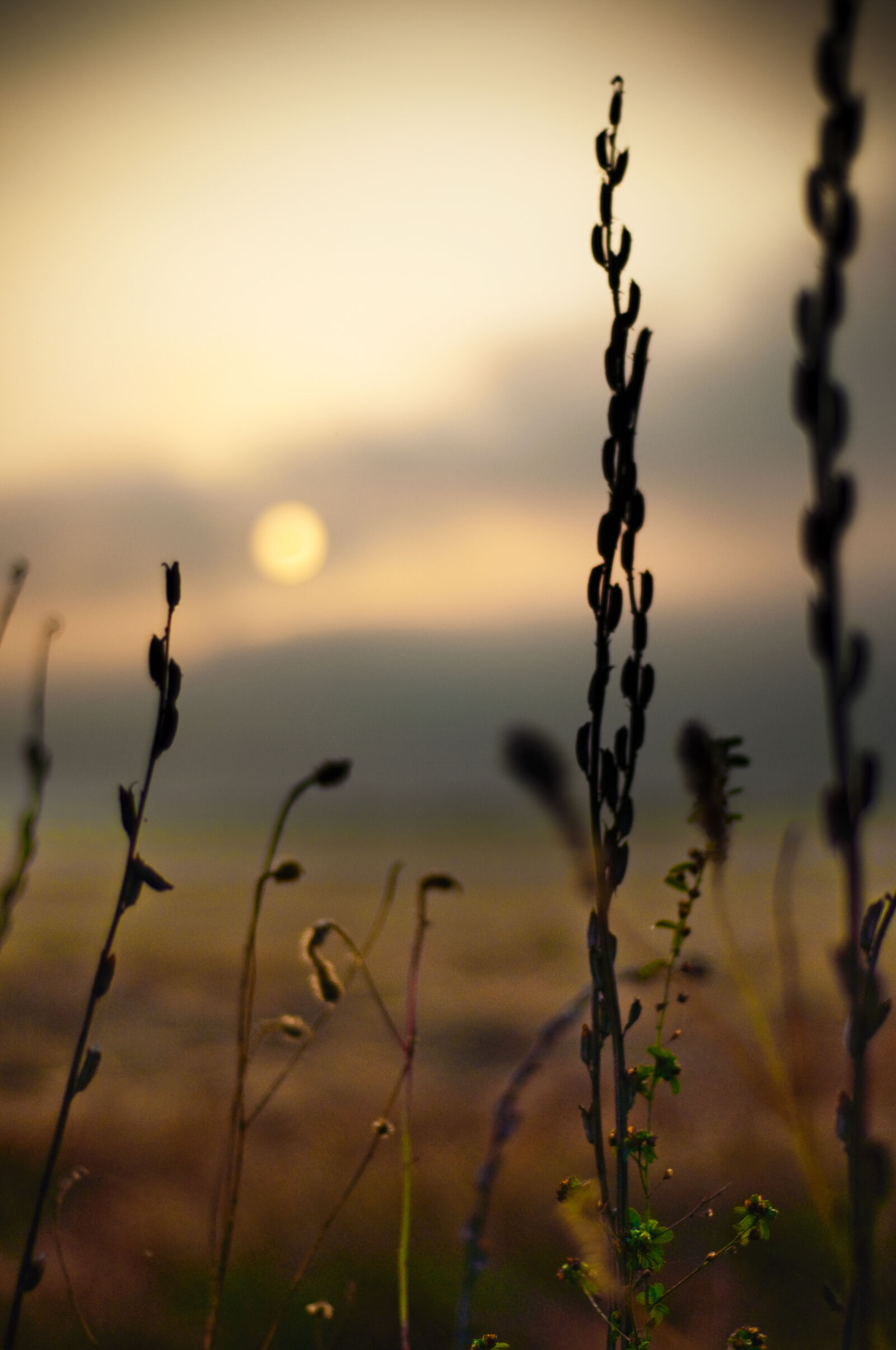 Nikon D5000 sample photo. Nature, plant, plants, sunrise photography