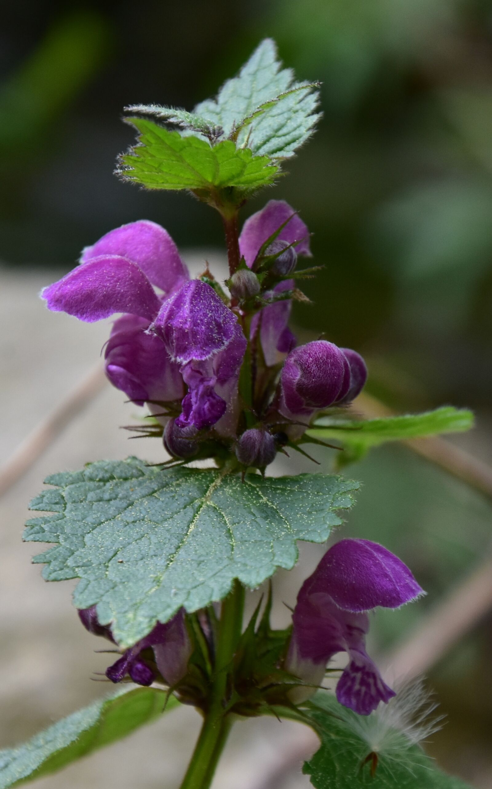 Nikon D7200 sample photo. Nature, plant, at the photography