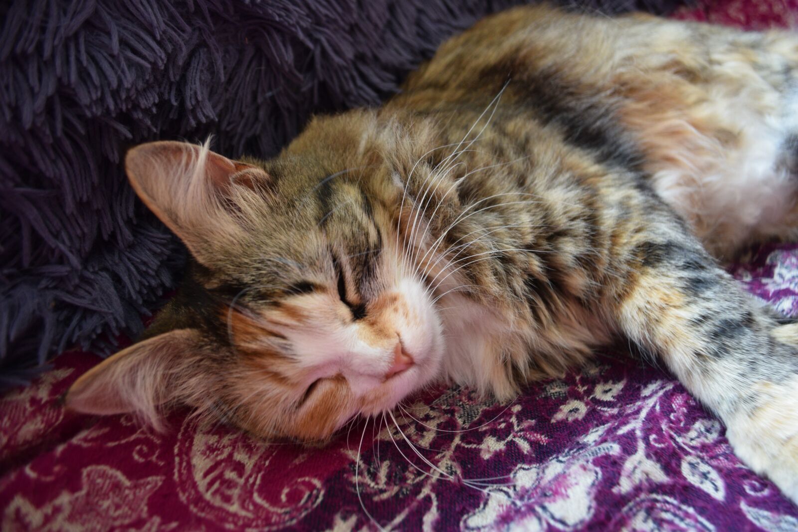 Nikon D3300 sample photo. Cat, cute, fluffy photography