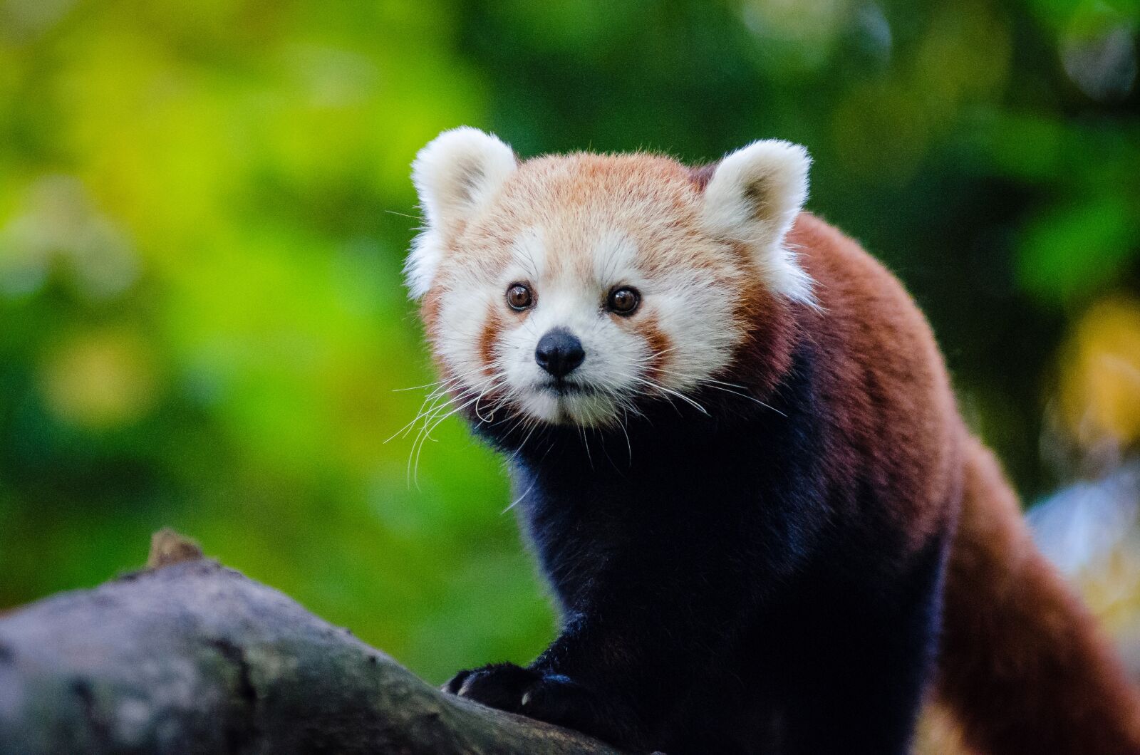 AF Zoom-Nikkor 80-200mm f/2.8 ED sample photo