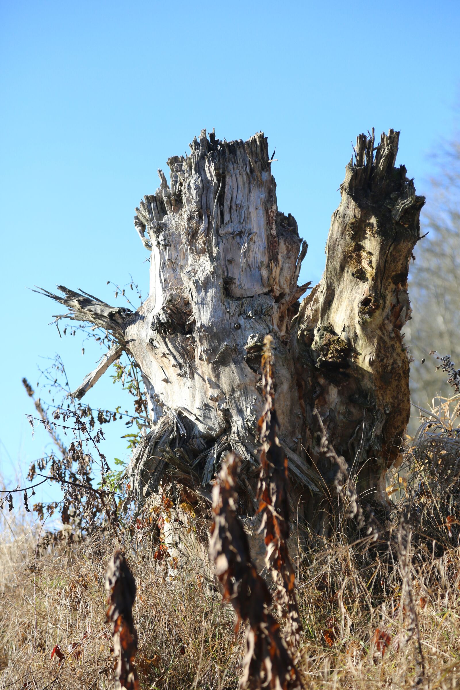 Canon EF 24-105mm F4L IS USM sample photo. Nature, tree, travel photography