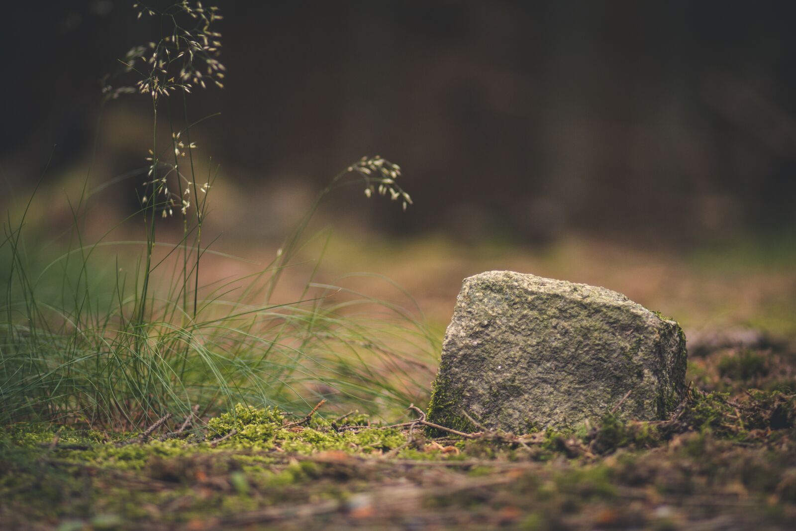 Canon EOS 60D + Canon EF 85mm F1.8 USM sample photo. Forest, stone, nature photography