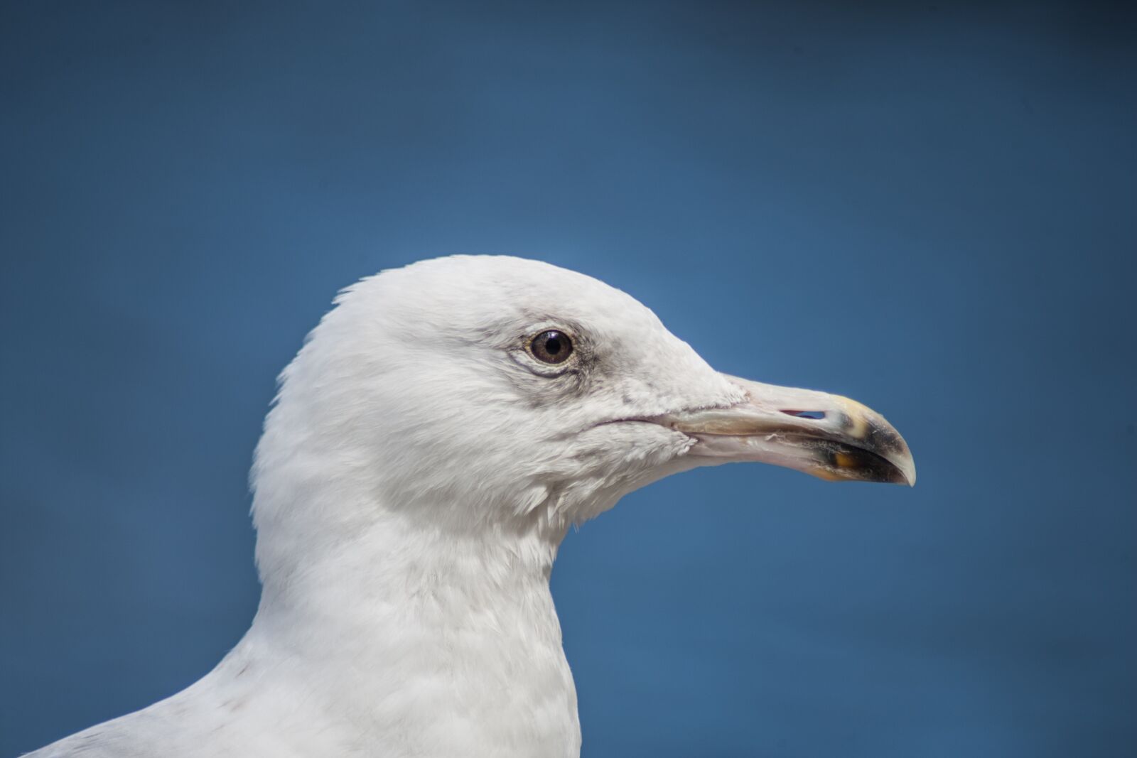 Canon EOS-1D Mark III sample photo. Seagull, hamburg, alster photography