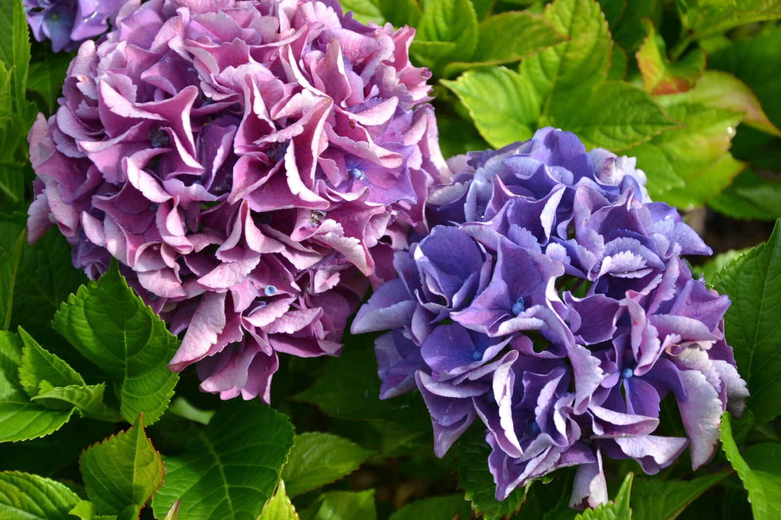 Nikon D3100 sample photo. Hydrangea, purple, green photography