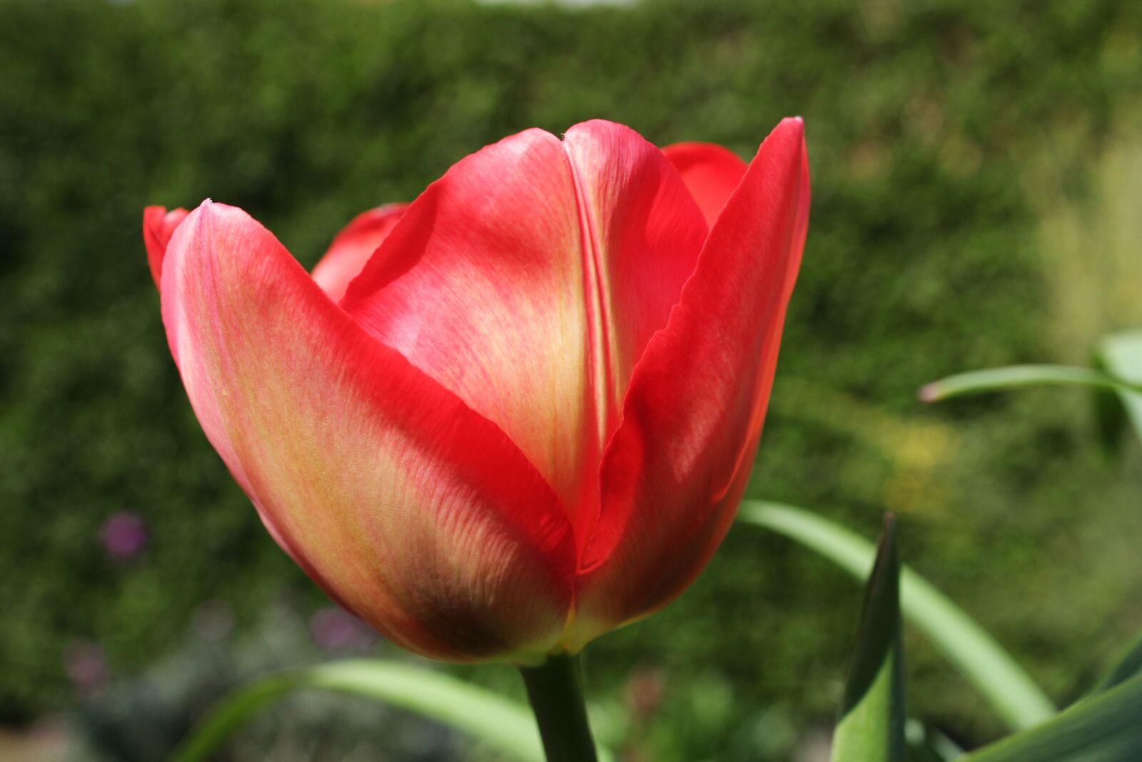 Canon EOS 2000D (EOS Rebel T7 / EOS Kiss X90 / EOS 1500D) sample photo. Tulips, green flower, nature photography