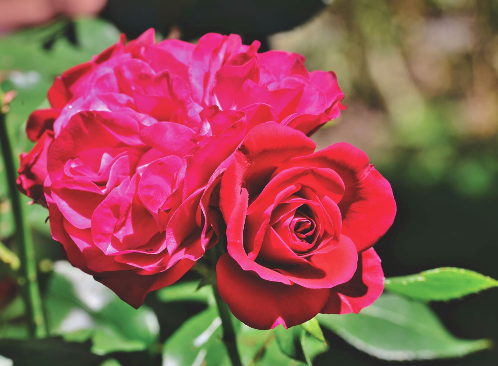 Nikon D800 sample photo. Rose, rose bloom, garden photography