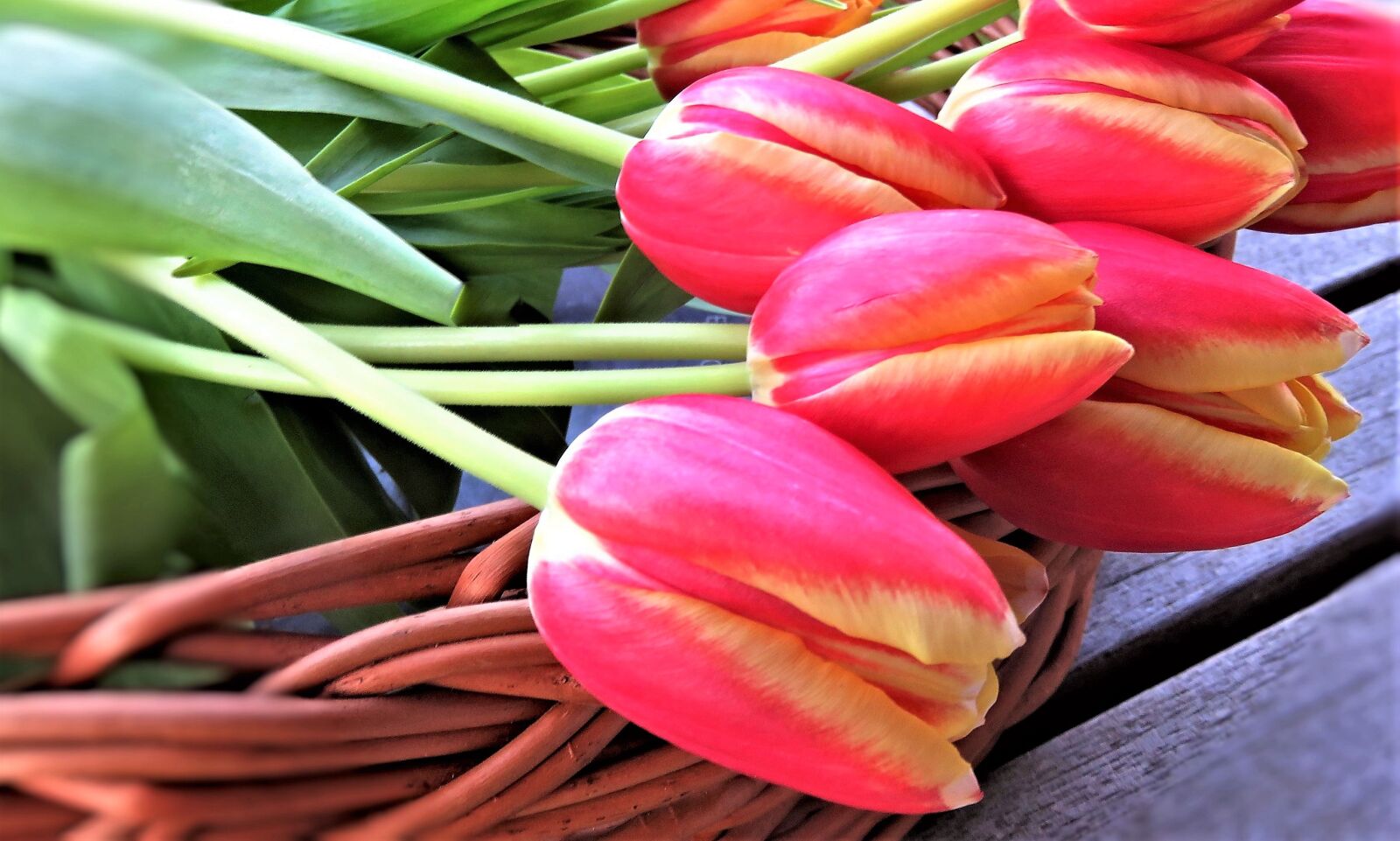 Canon PowerShot SX710 HS sample photo. Tulips, tulip bouquet, cut photography