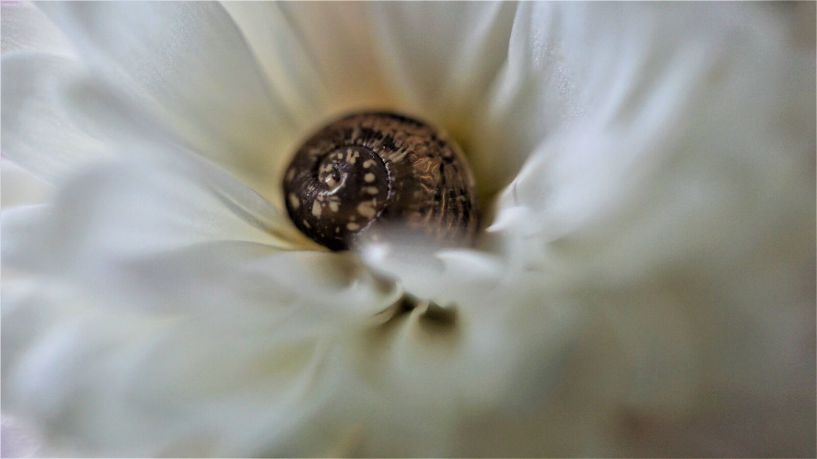 Sony E 30mm F3.5 Macro sample photo. Background, shell, petals photography