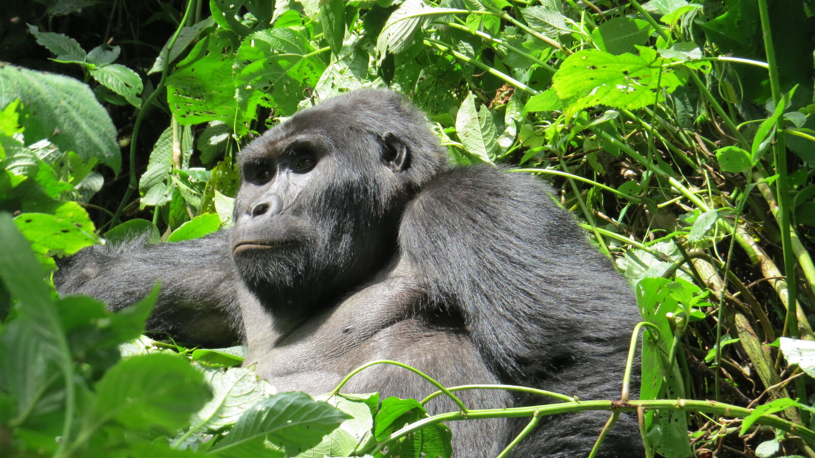 Canon PowerShot SX50 HS sample photo. Africa, bwindi, impenetrable, gorilla photography