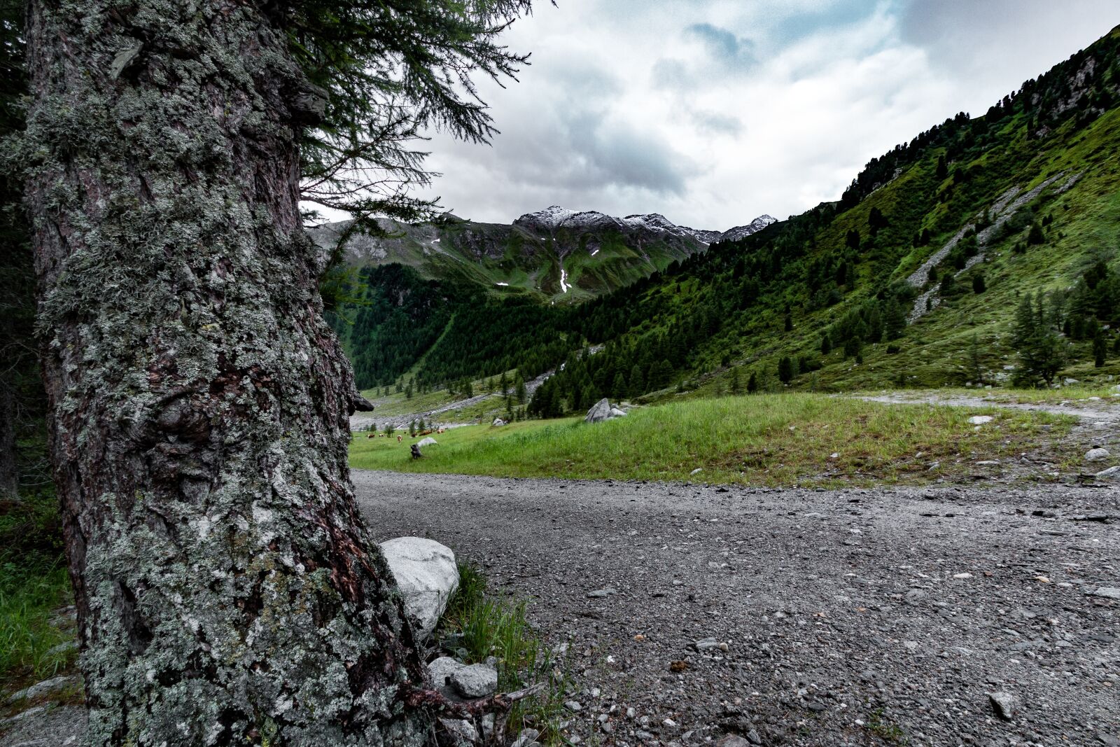 Tamron SP AF 10-24mm F3.5-4.5 Di II LD Aspherical (IF) sample photo. Nature, zirm, tree photography