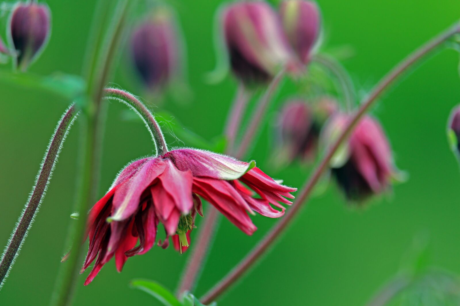 Canon EOS 700D (EOS Rebel T5i / EOS Kiss X7i) sample photo. Columbine, garden, plant photography