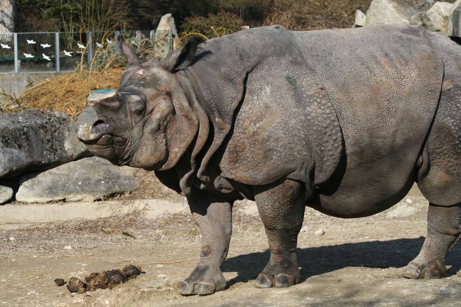 Canon EOS 350D (EOS Digital Rebel XT / EOS Kiss Digital N) sample photo. Rhino, pachyderm, big game photography