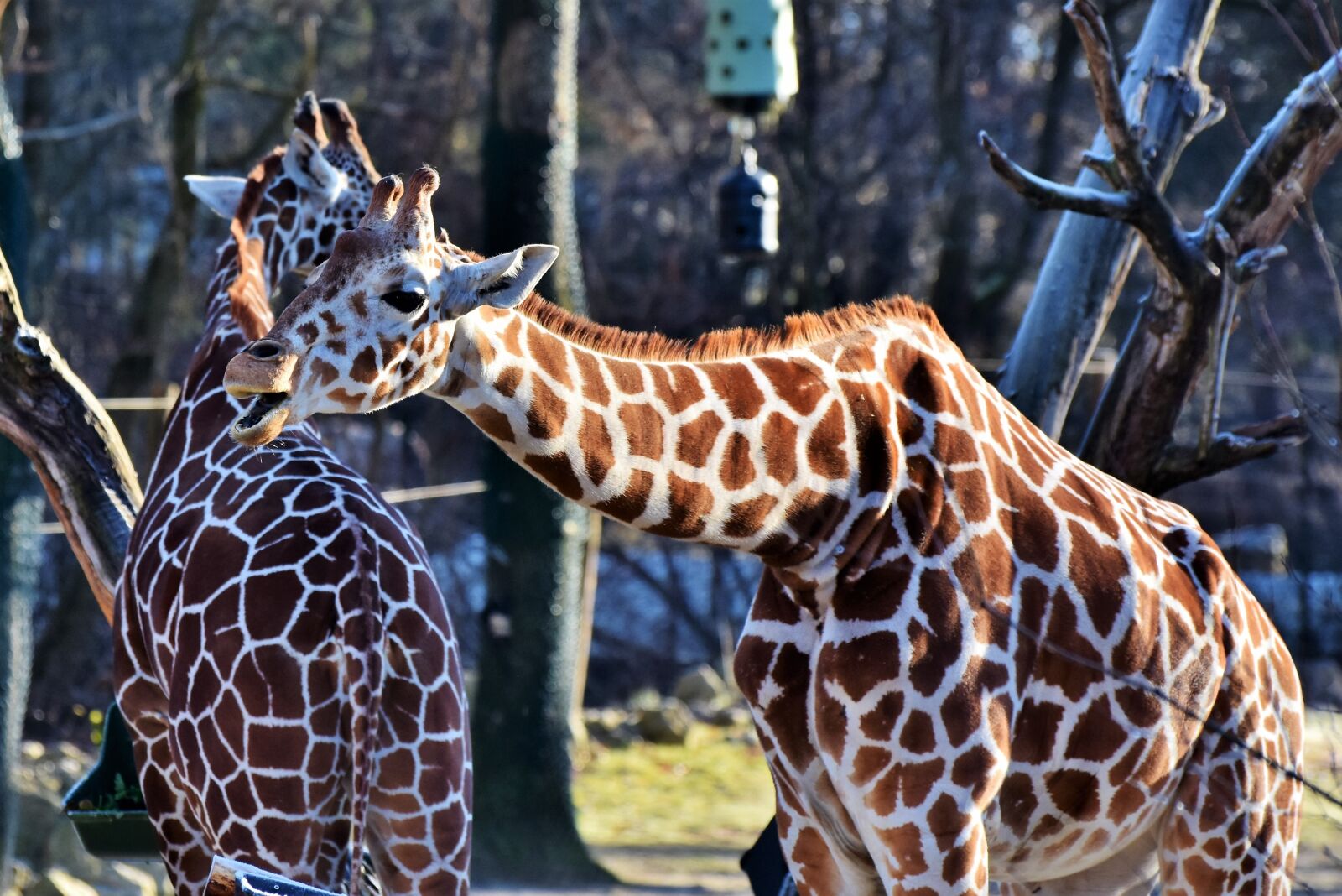 Nikon D7200 sample photo. Giraffe, neck, giraffe head photography
