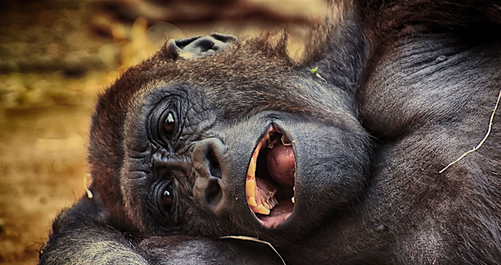 Nikon D7200 sample photo. Gorilla, monkey, animal photography