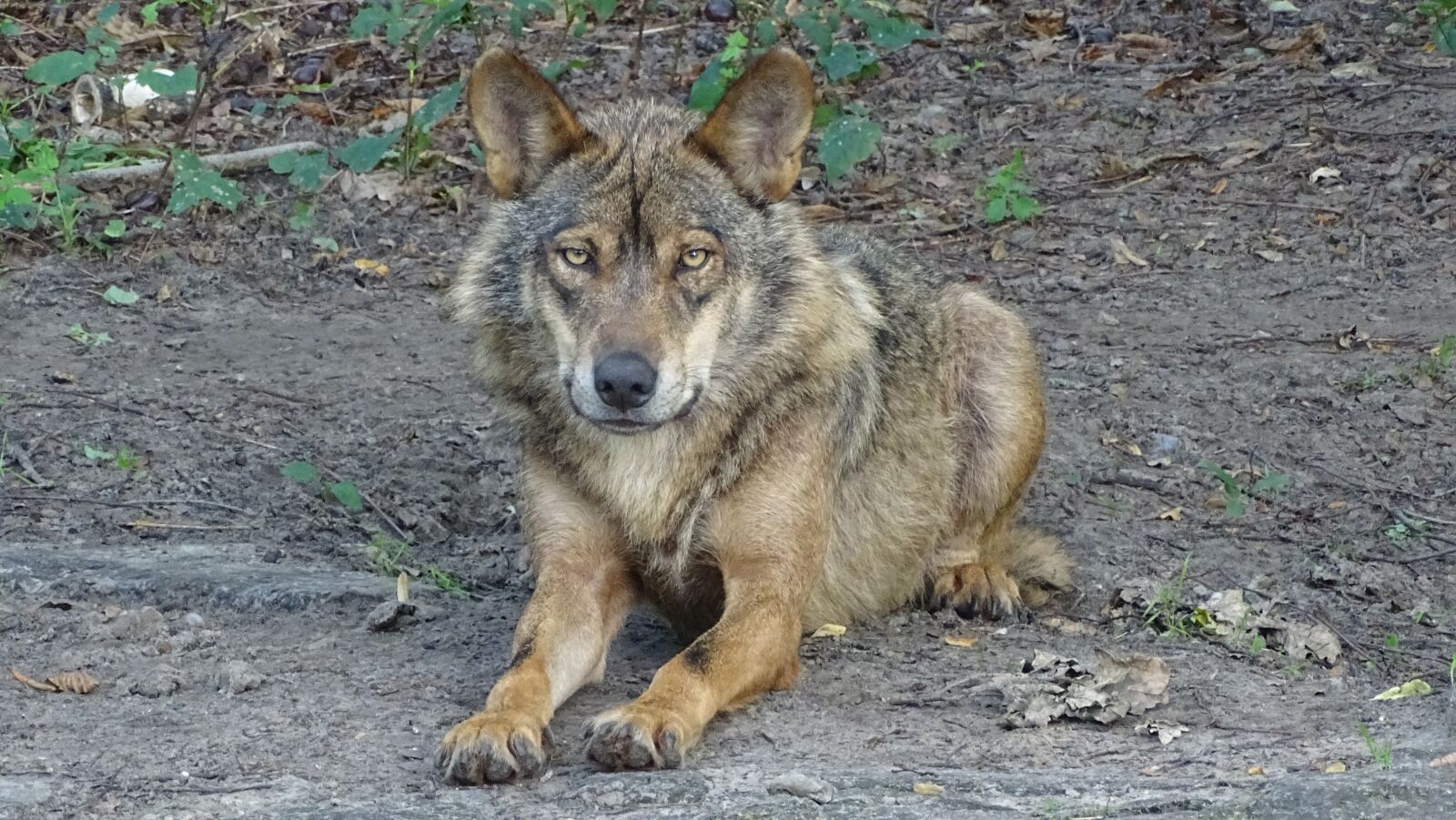 Sony Cyber-shot DSC-HX400V sample photo. Wolf, iberian wolf, subspecies photography