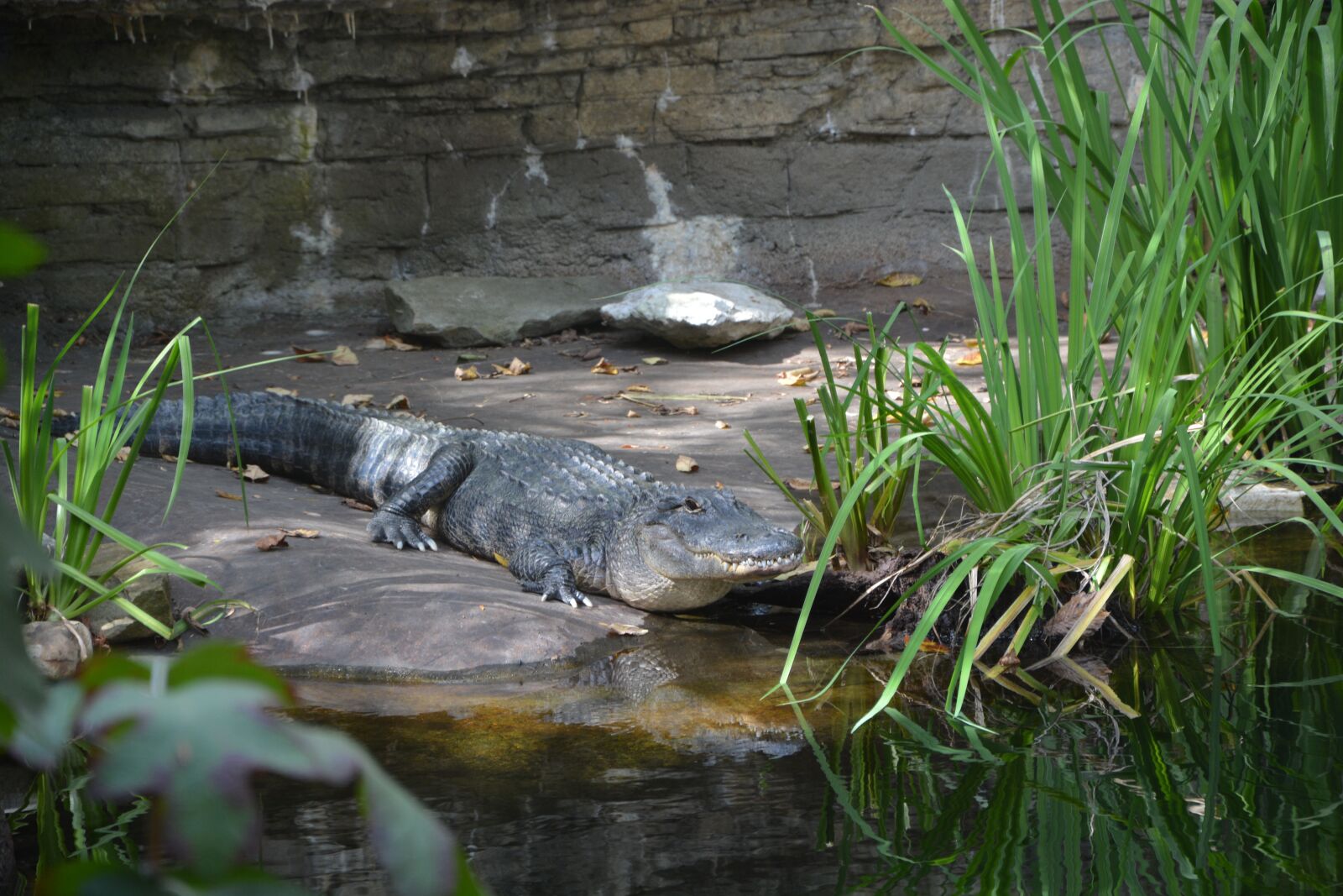 Nikon D5200 sample photo. Zoo, alligator, reptile photography