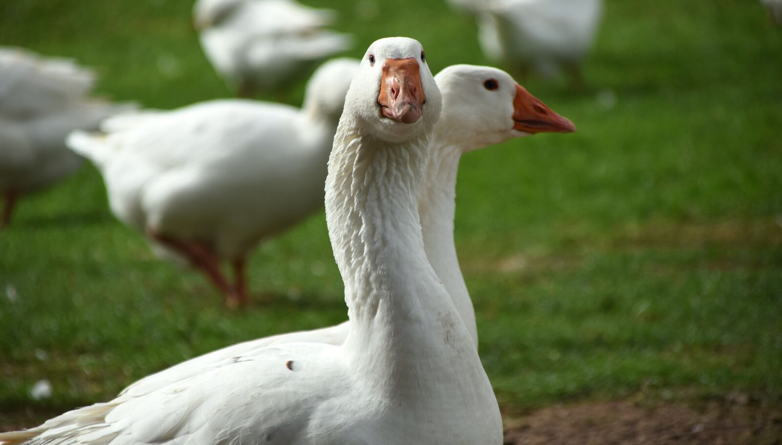 Nikon D3300 sample photo. Geese, white, animal photography