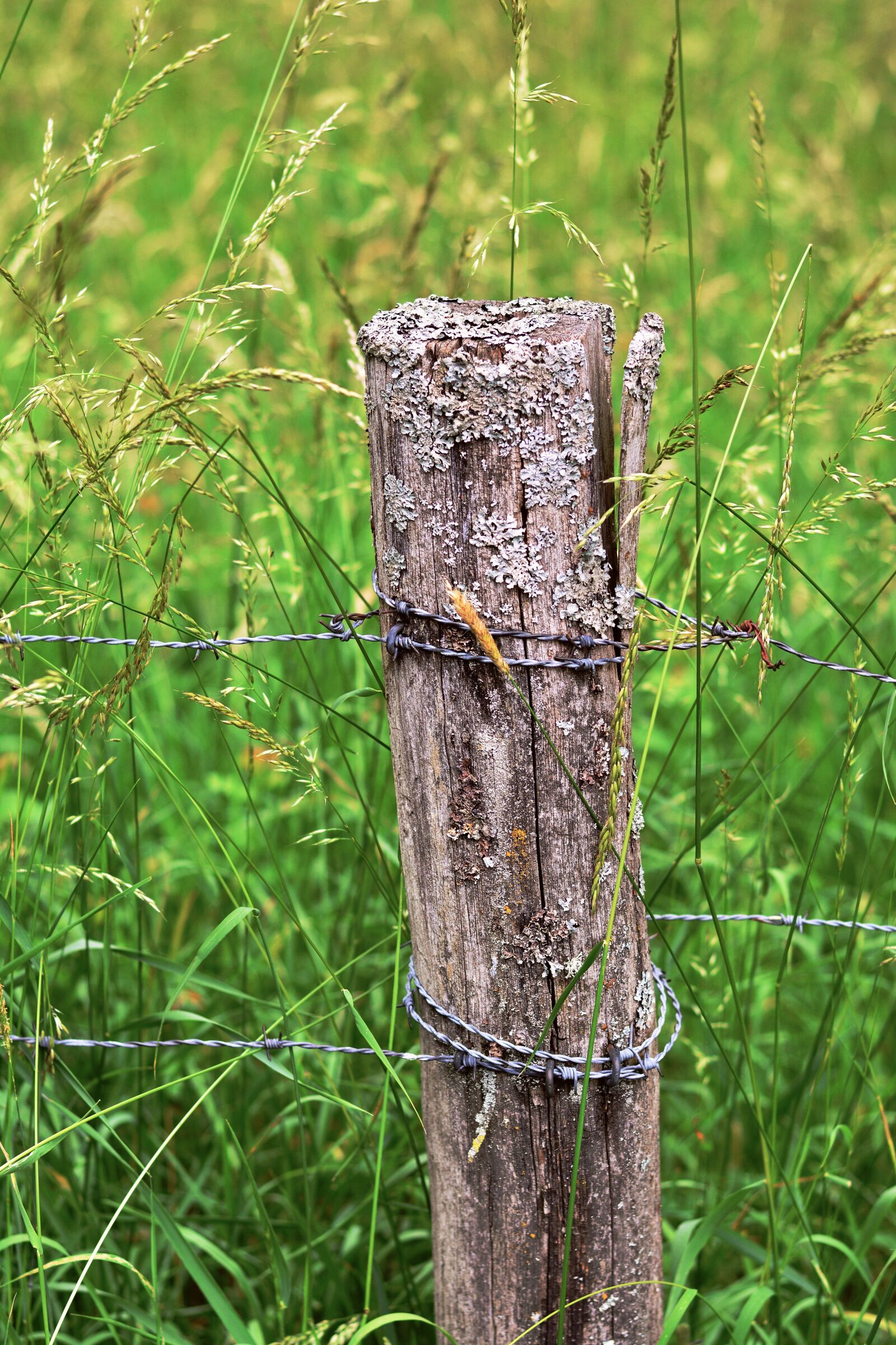 Nikon D5200 sample photo. Wood pile, barbed wire photography