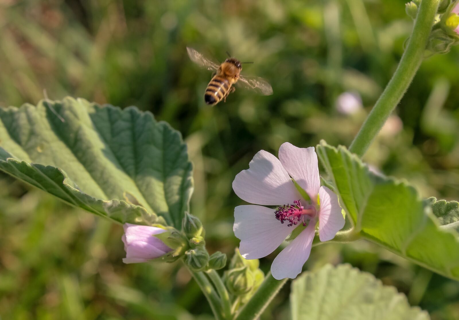 Canon EOS 1300D (EOS Rebel T6 / EOS Kiss X80) sample photo. Wildflower, meadow flower, flower photography
