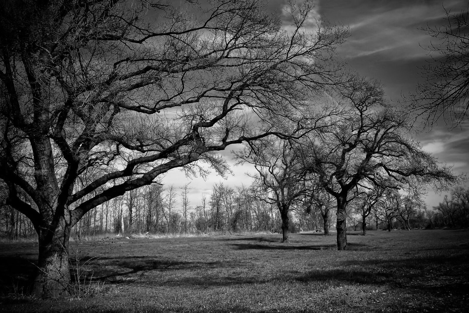 Olympus OM-D E-M10 sample photo. Landscape, meadowlands, trees photography