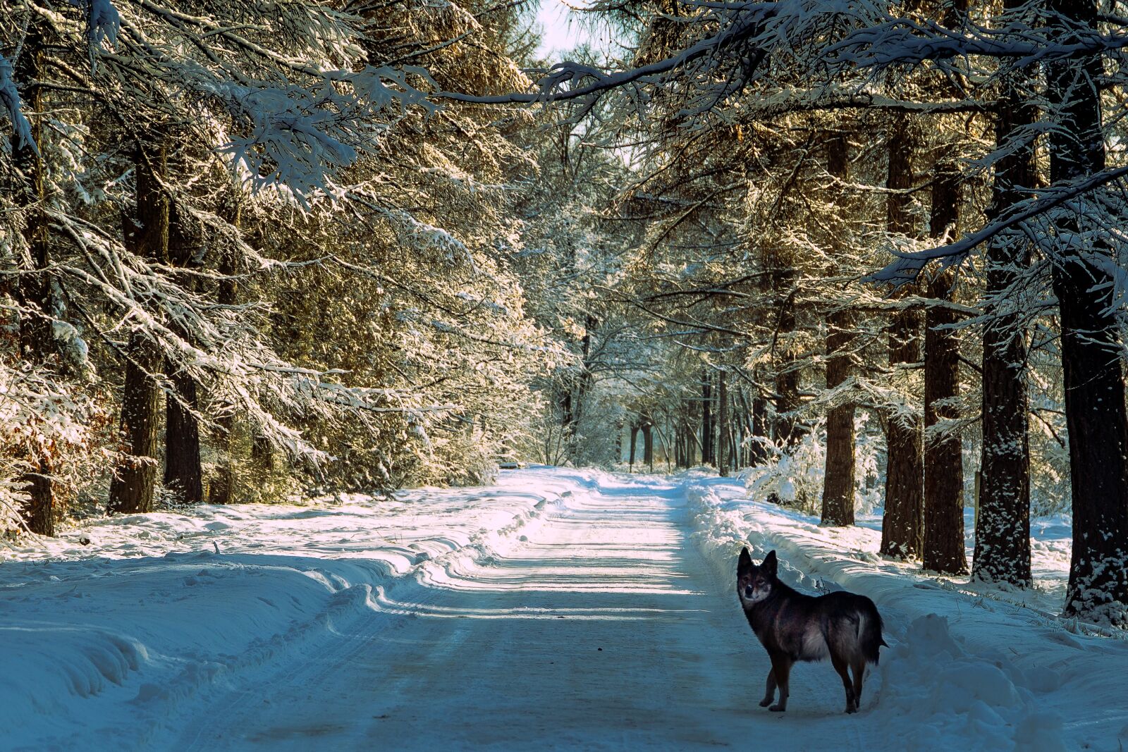 Canon EOS 6D sample photo. Snow, winter, nature photography
