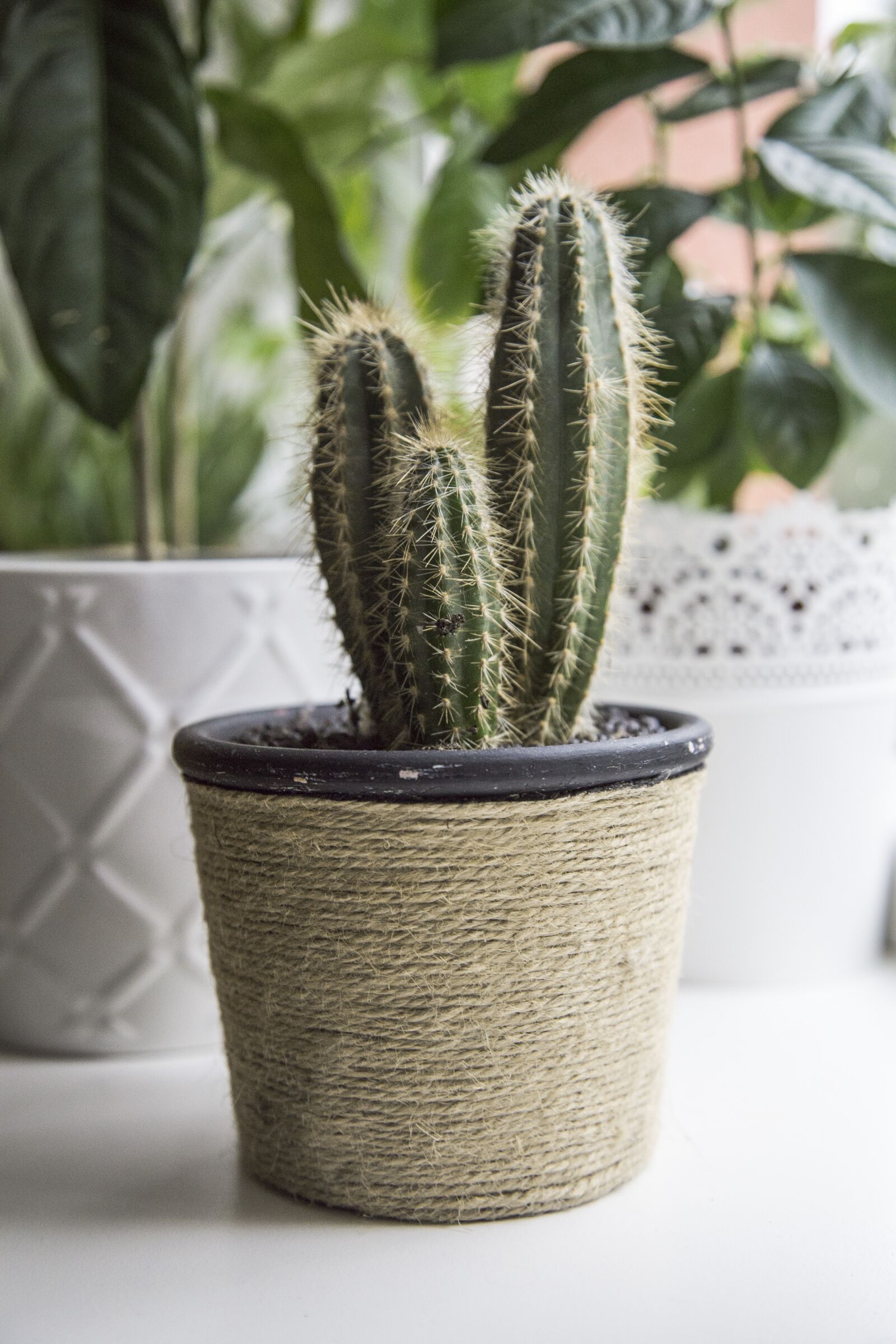 Canon EOS 6D + Canon EF 24-105mm F4L IS USM sample photo. Succulent, pikes, pot photography