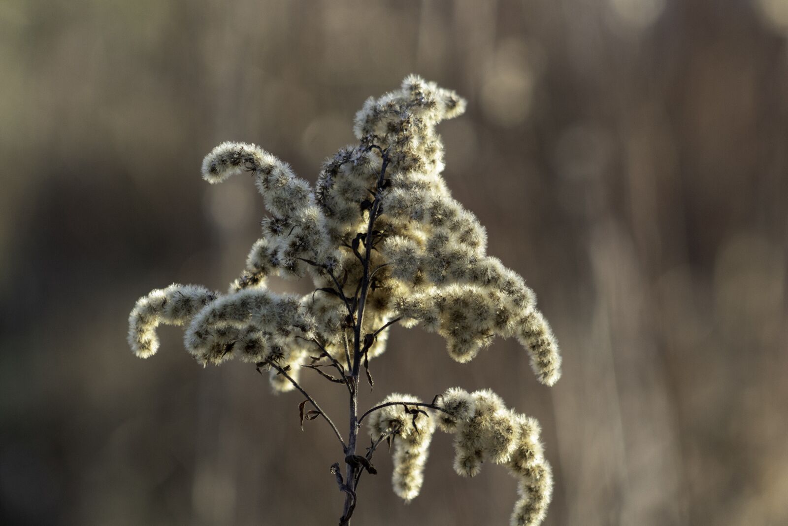 Canon EF75-300mm f/4-5.6 sample photo. Wildflower, goldenrod, meadow flower photography