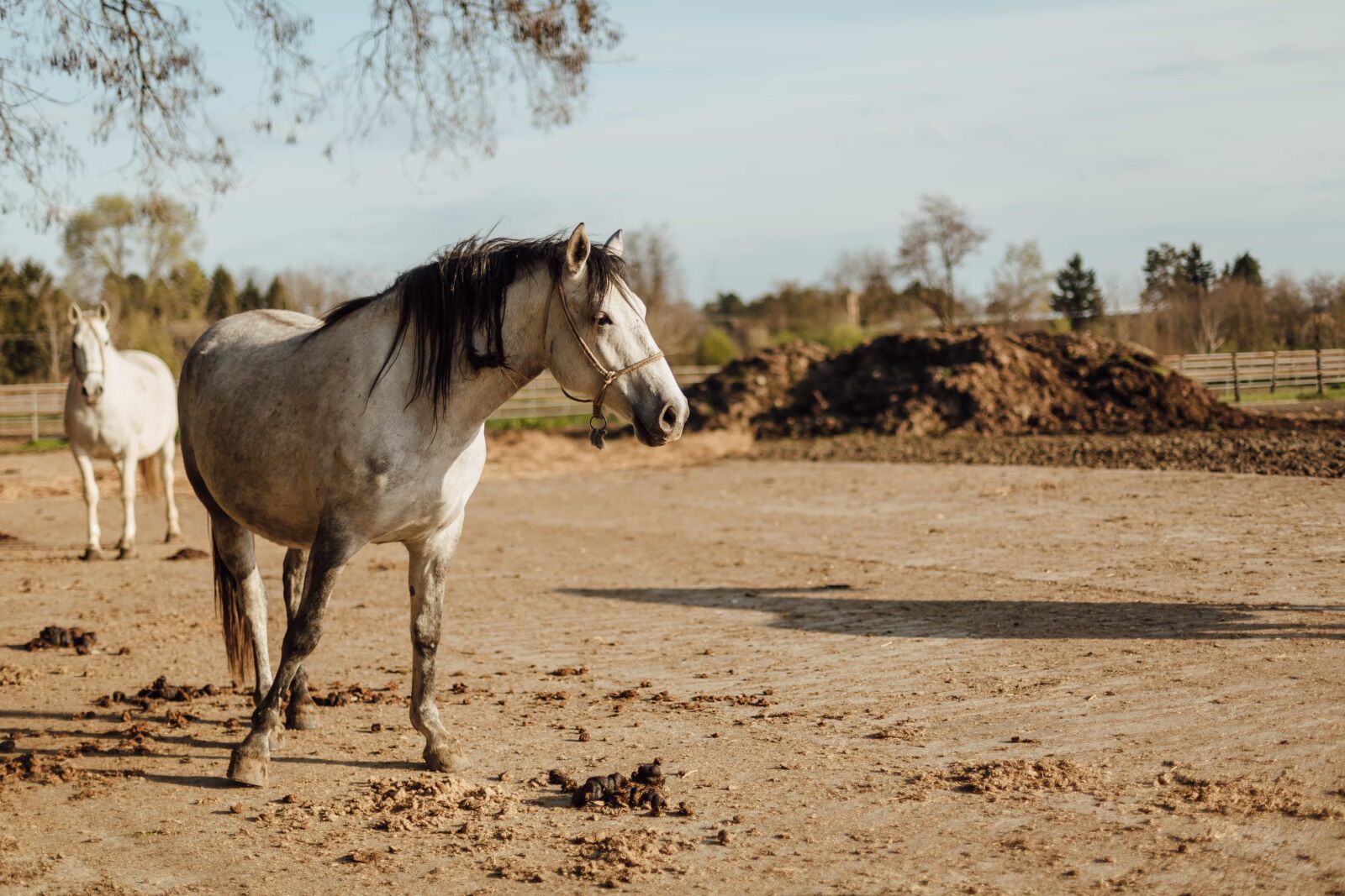 Canon EOS 5D Mark III sample photo. Livestock, stallion, white, horses photography