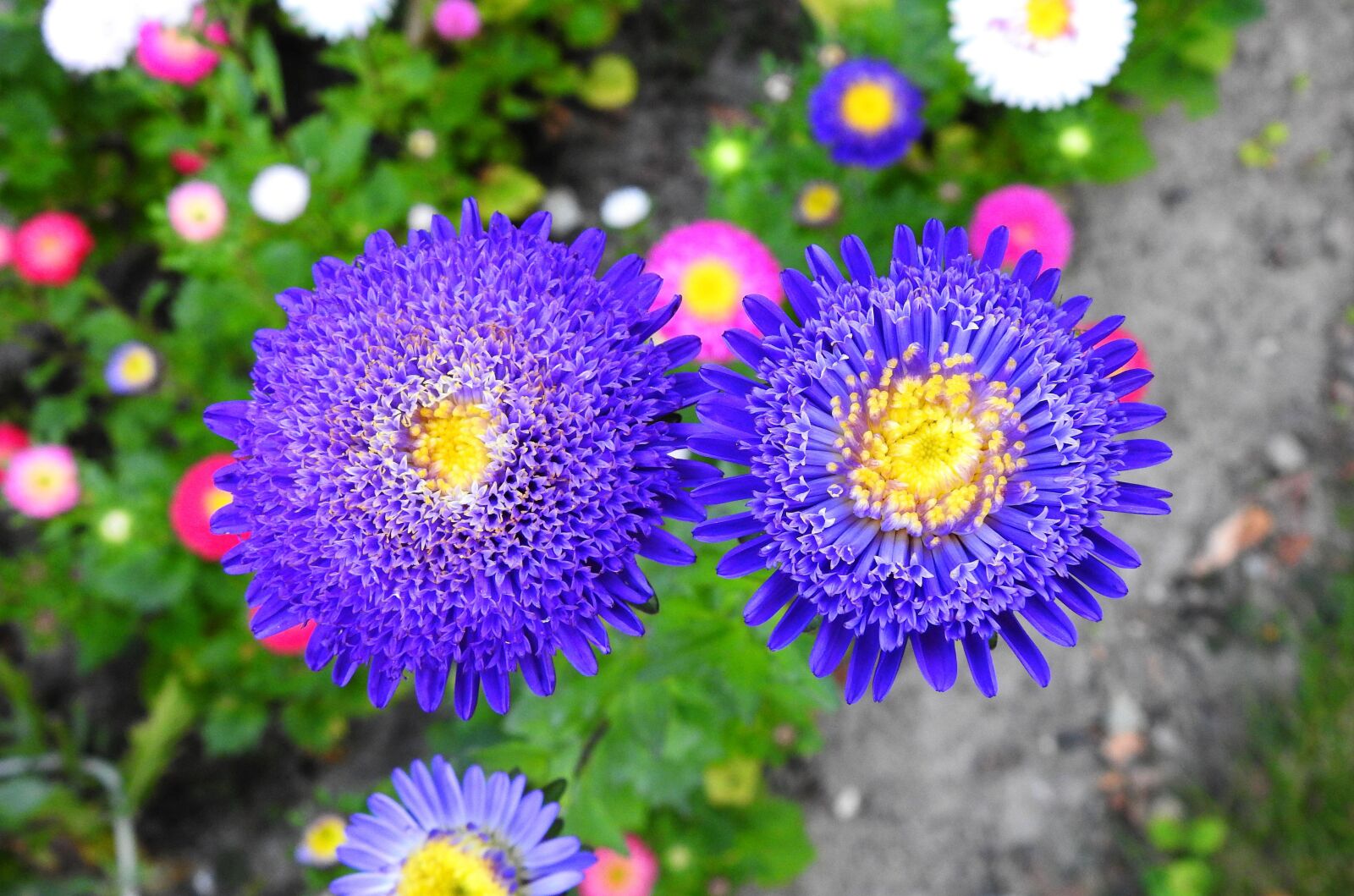 Nikon Coolpix P900 sample photo. Flowers, nature, summer photography
