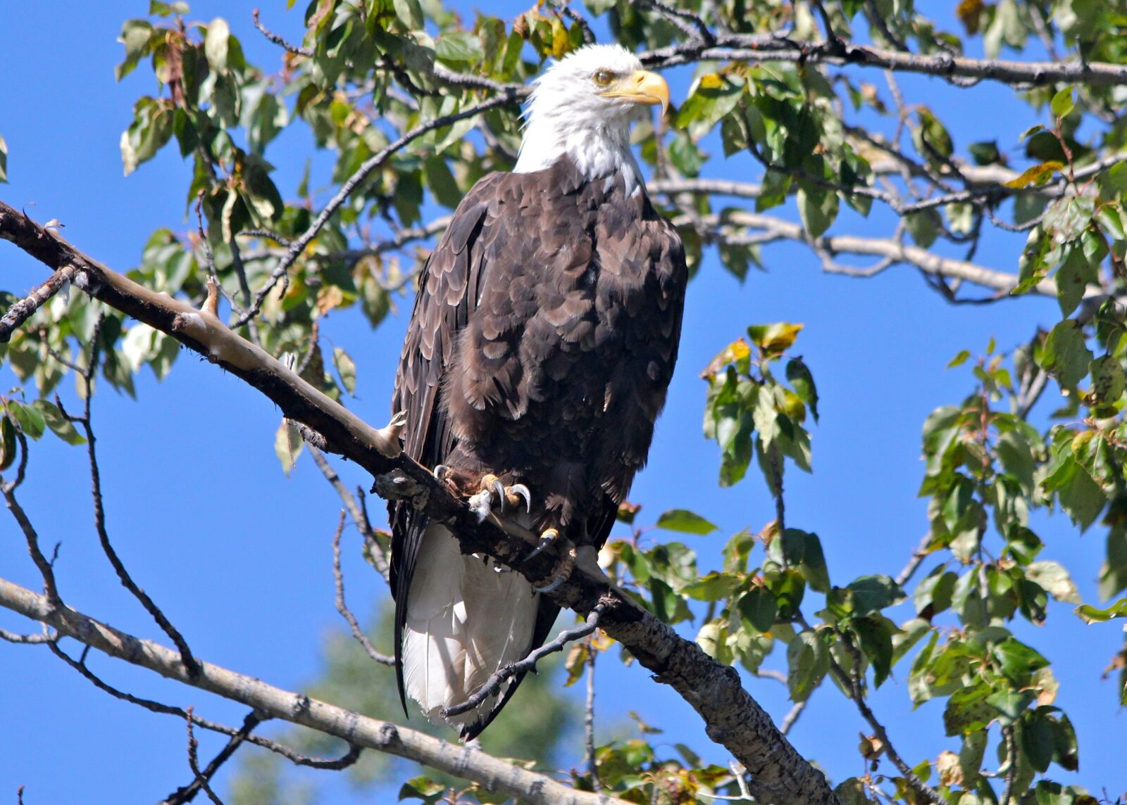 Canon EOS 550D (EOS Rebel T2i / EOS Kiss X4) sample photo. Bald eagle, perched, raptor photography