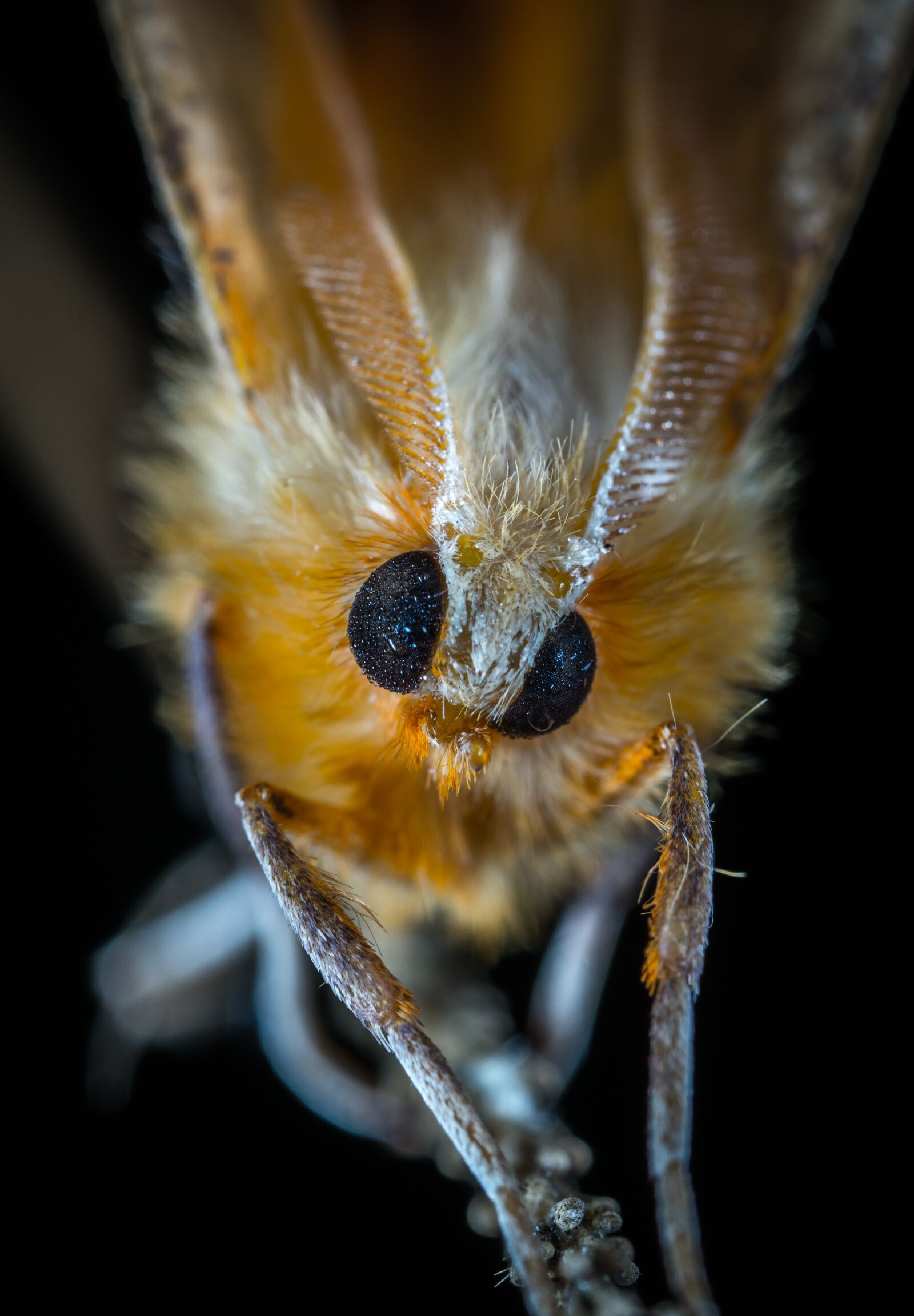 #124 65/2.8 sample photo. Moth, insect, lepidoptera photography