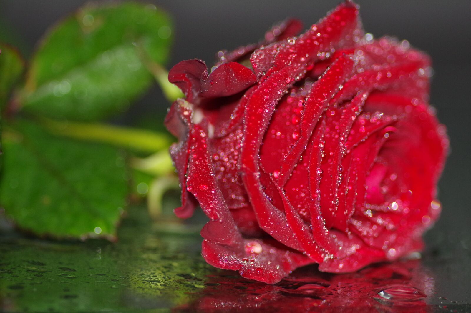 Pentax K-3 sample photo. Rose, red, rose blooms photography