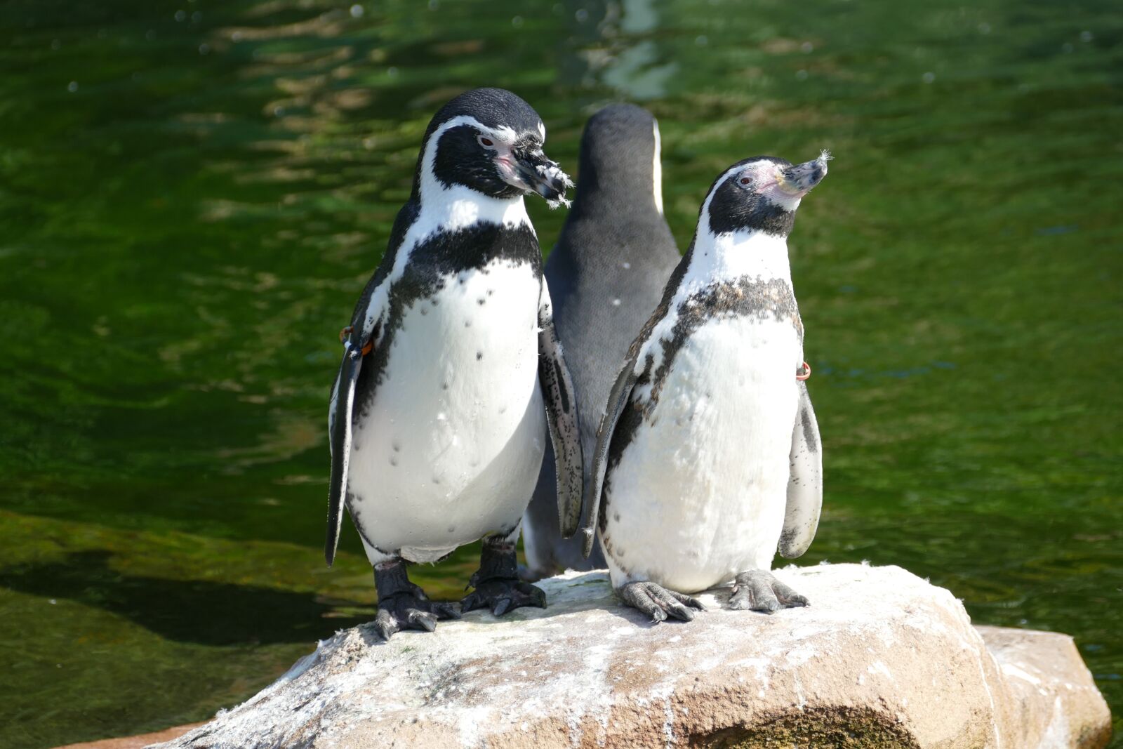 Panasonic Lumix DMC-FZ1000 sample photo. Penguin, sea, antarctica photography