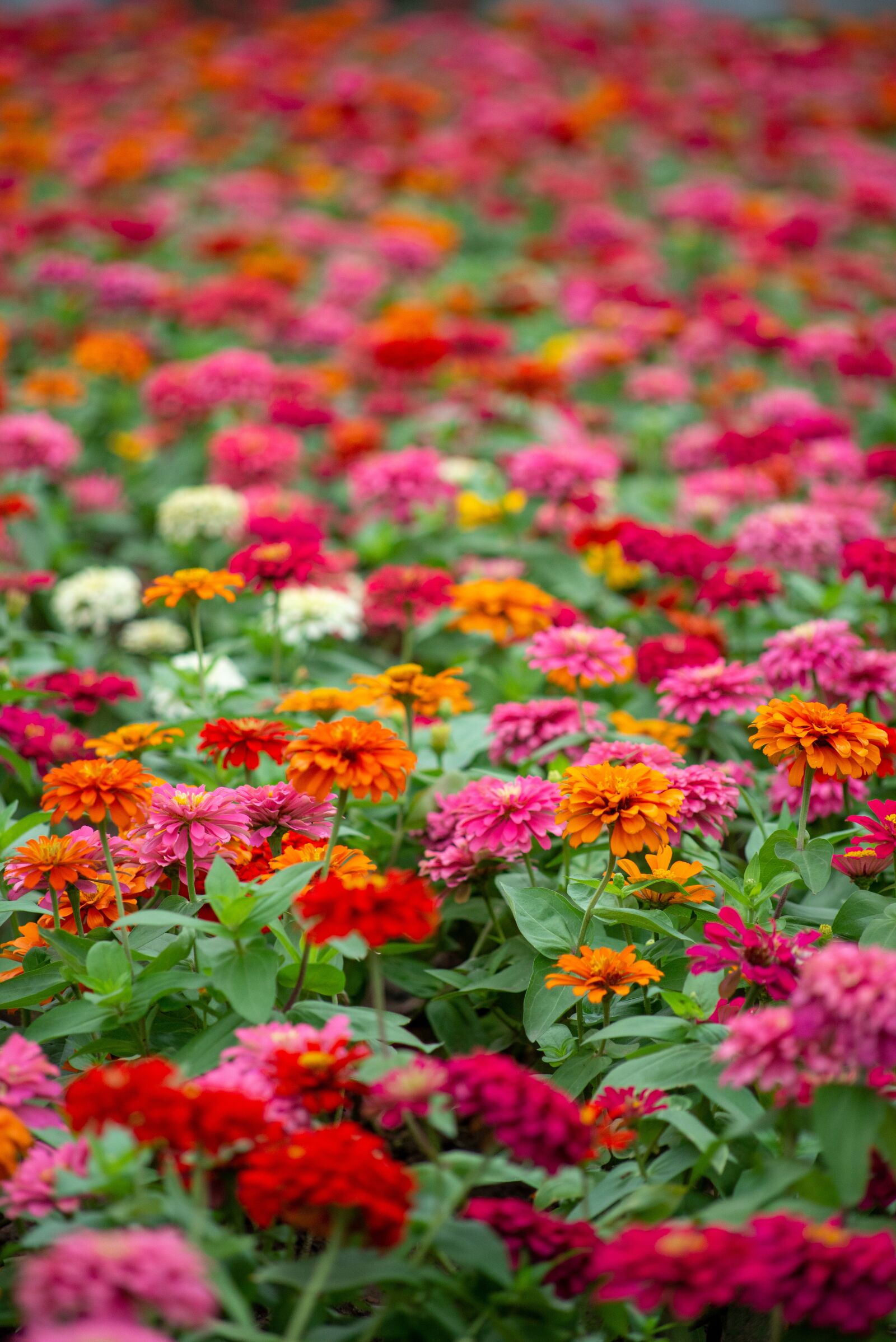 Nikon D600 sample photo. Flowers, garden, nature photography