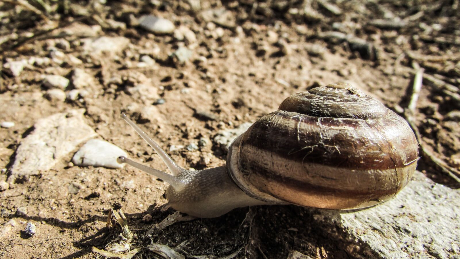 Canon PowerShot SX400 IS sample photo. Snail, animal, crawling photography