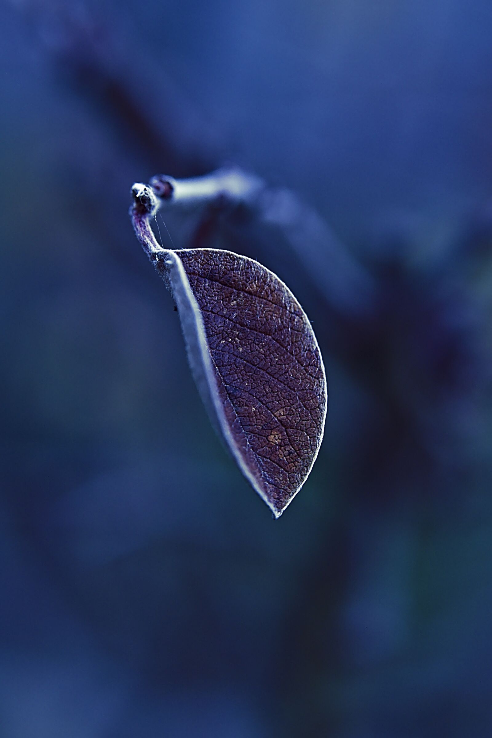 Canon EOS 6D Mark II sample photo. Leaf, frost, frozen photography