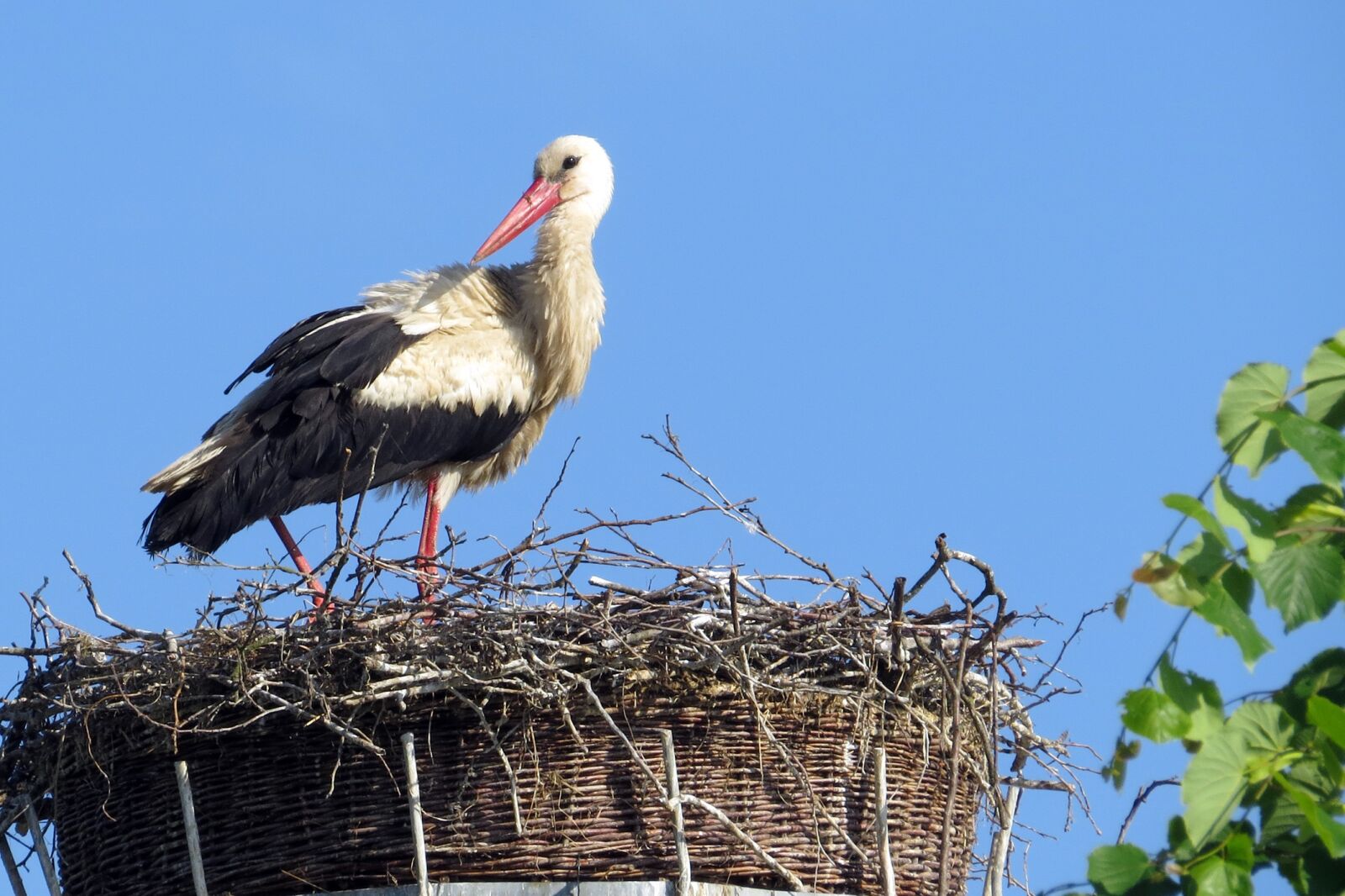 Canon PowerShot SX50 HS sample photo. Bird, stork, nest photography