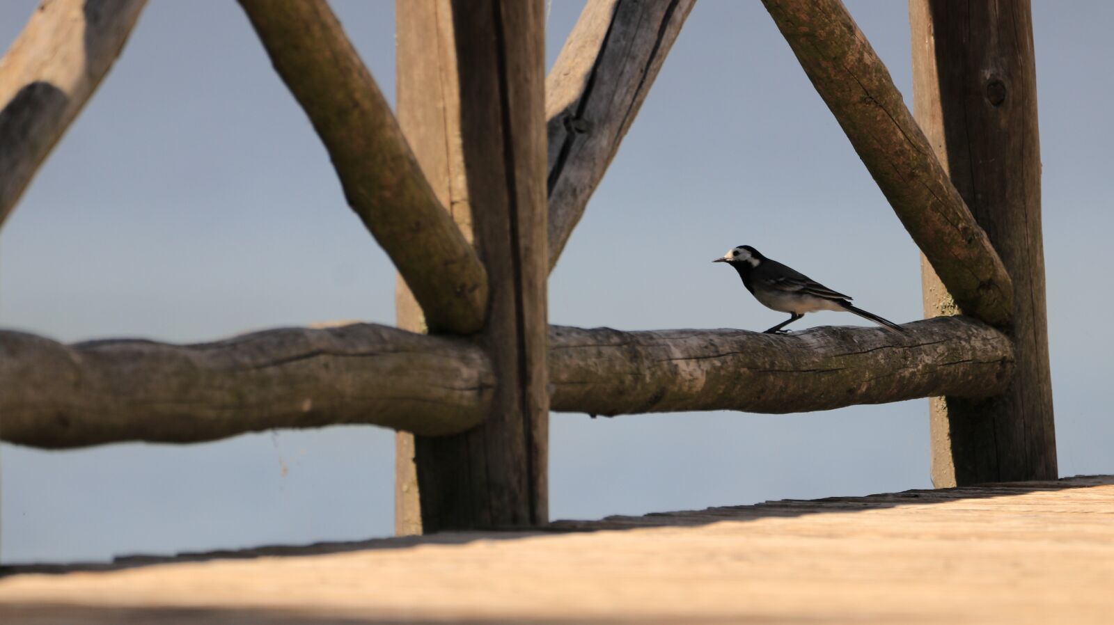 150-600mm F5-6.3 DG OS HSM | Contemporary 015 sample photo. Bird, web, lake photography