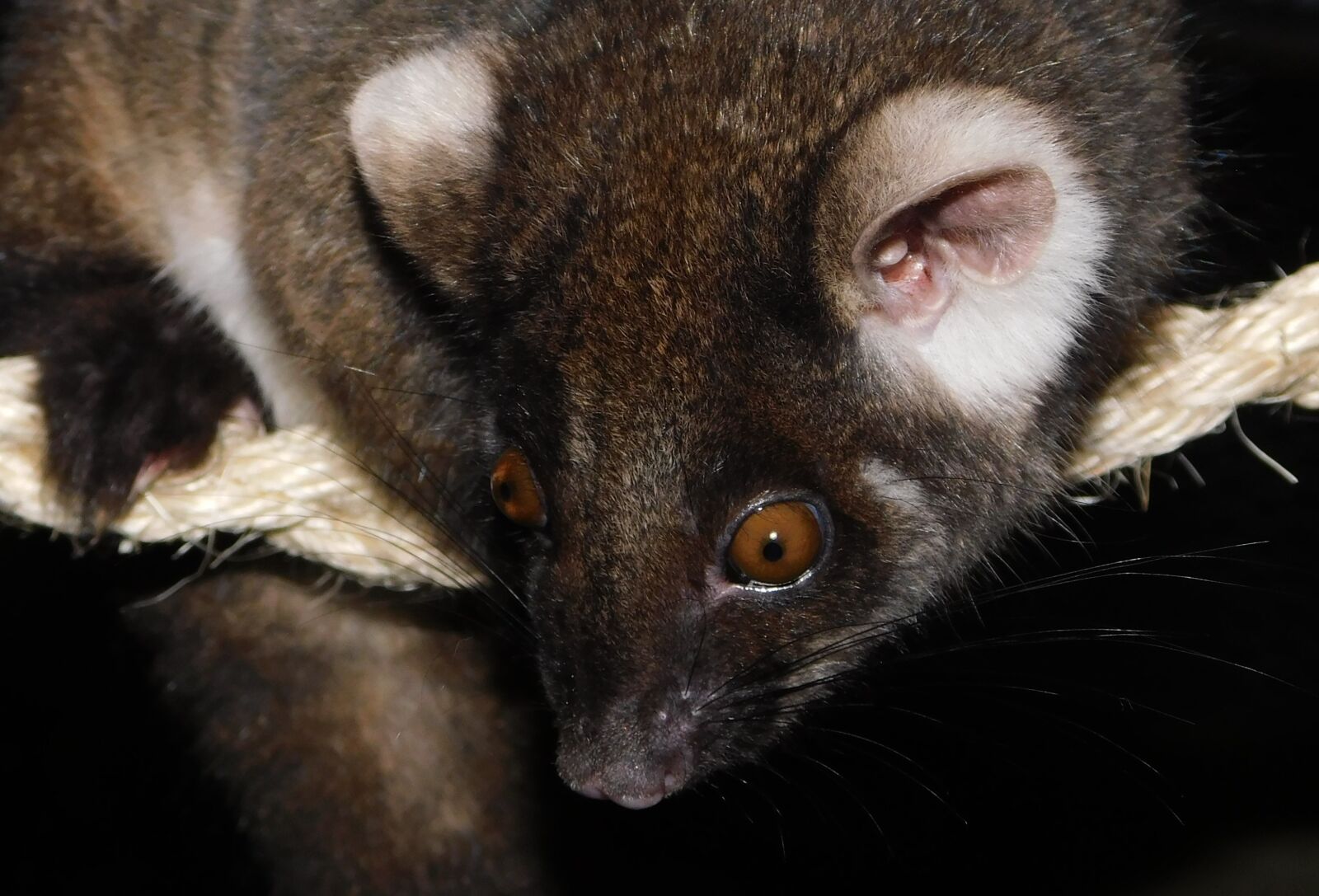 Nikon Coolpix B500 sample photo. Ringtail possum, possum, marsupial photography