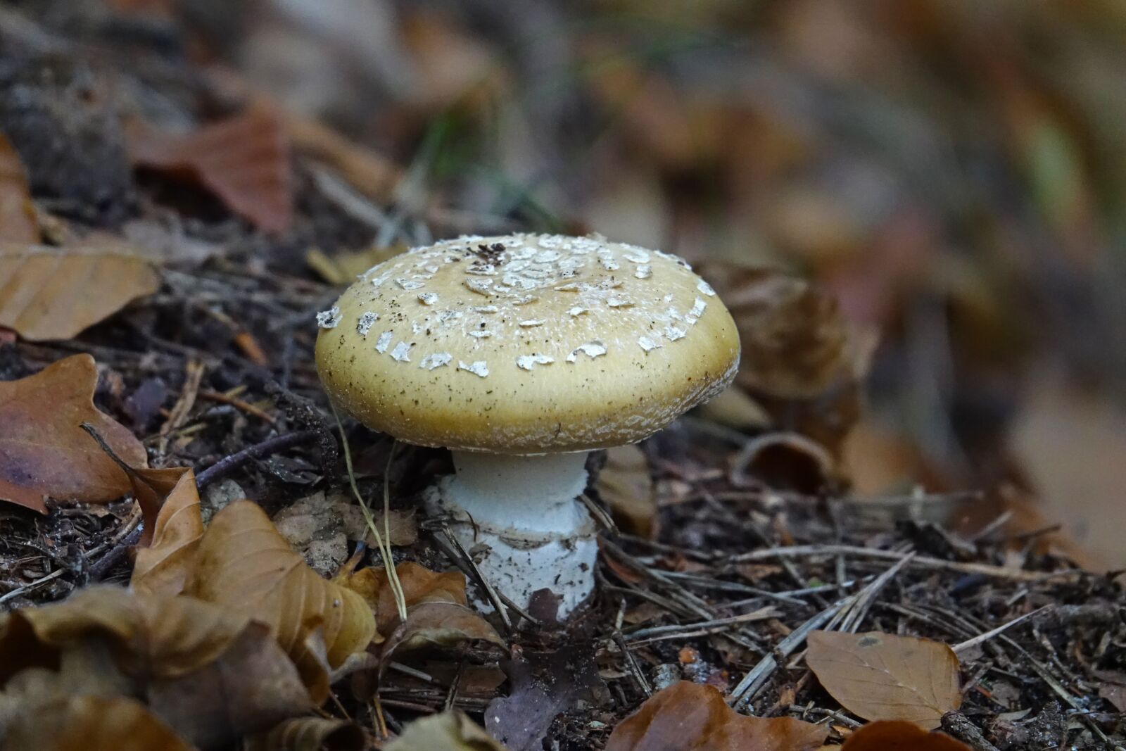 Sony Cyber-shot DSC-RX10 III sample photo. Mushrooms, mushroom, brown photography