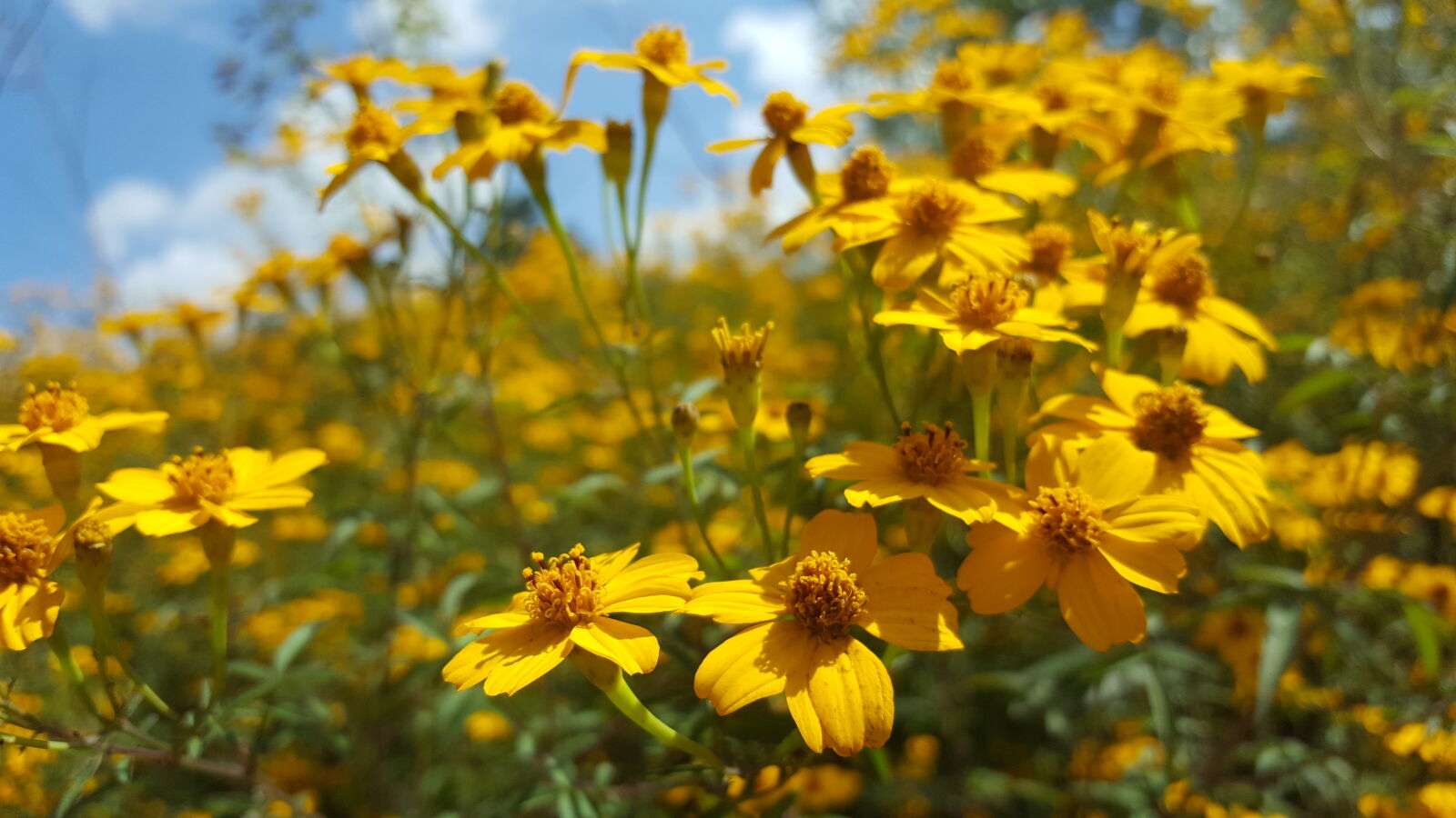 Samsung Galaxy S6 sample photo. Blue, sky, flower, grass photography