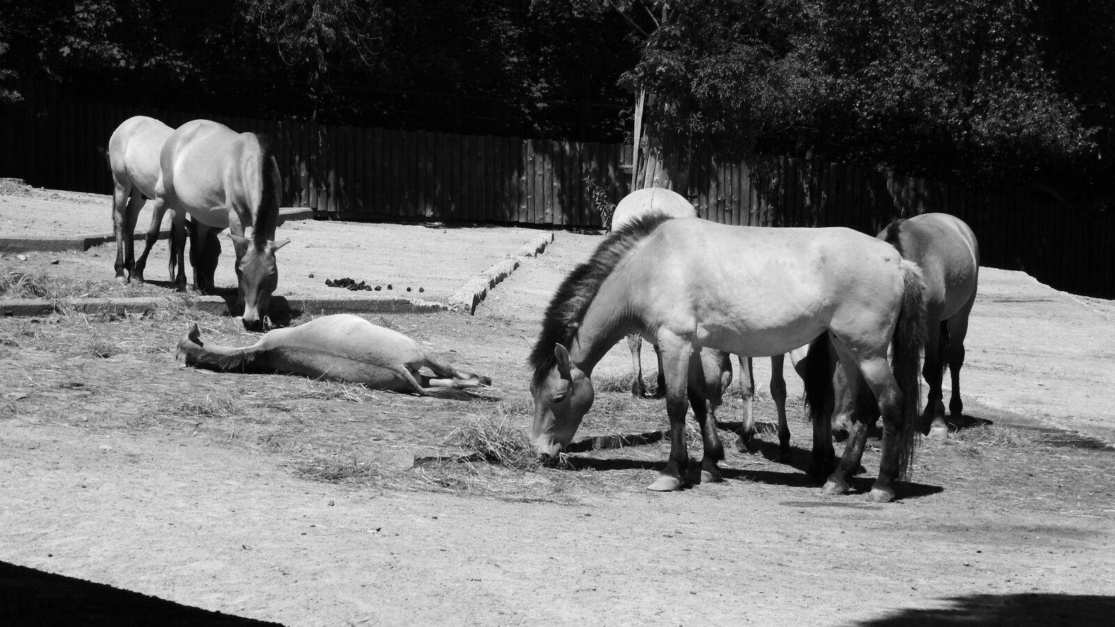 Nikon Coolpix P610 sample photo. Przewalski's horse, equus przewalskii photography