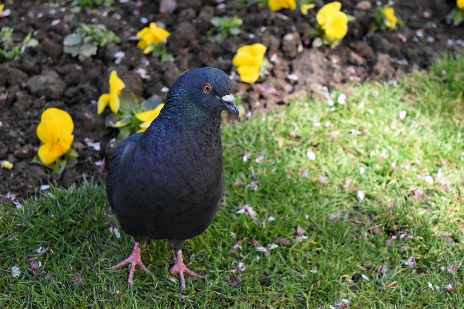 Nikon D5500 sample photo. Pigeon, beak, feather, wild photography