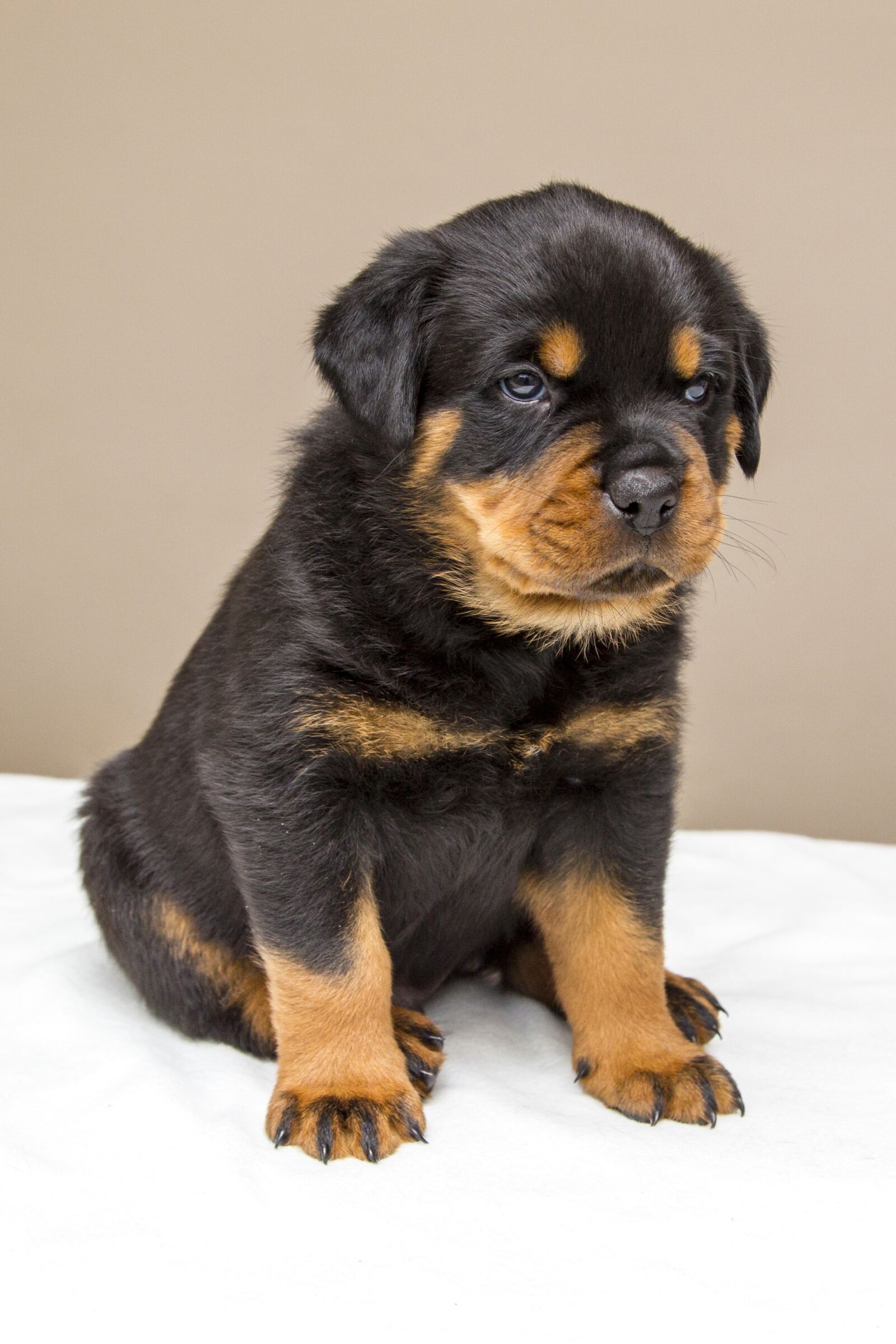 Canon EF 24-105mm F4L IS USM sample photo. Rottweiler, puppy, sweet photography