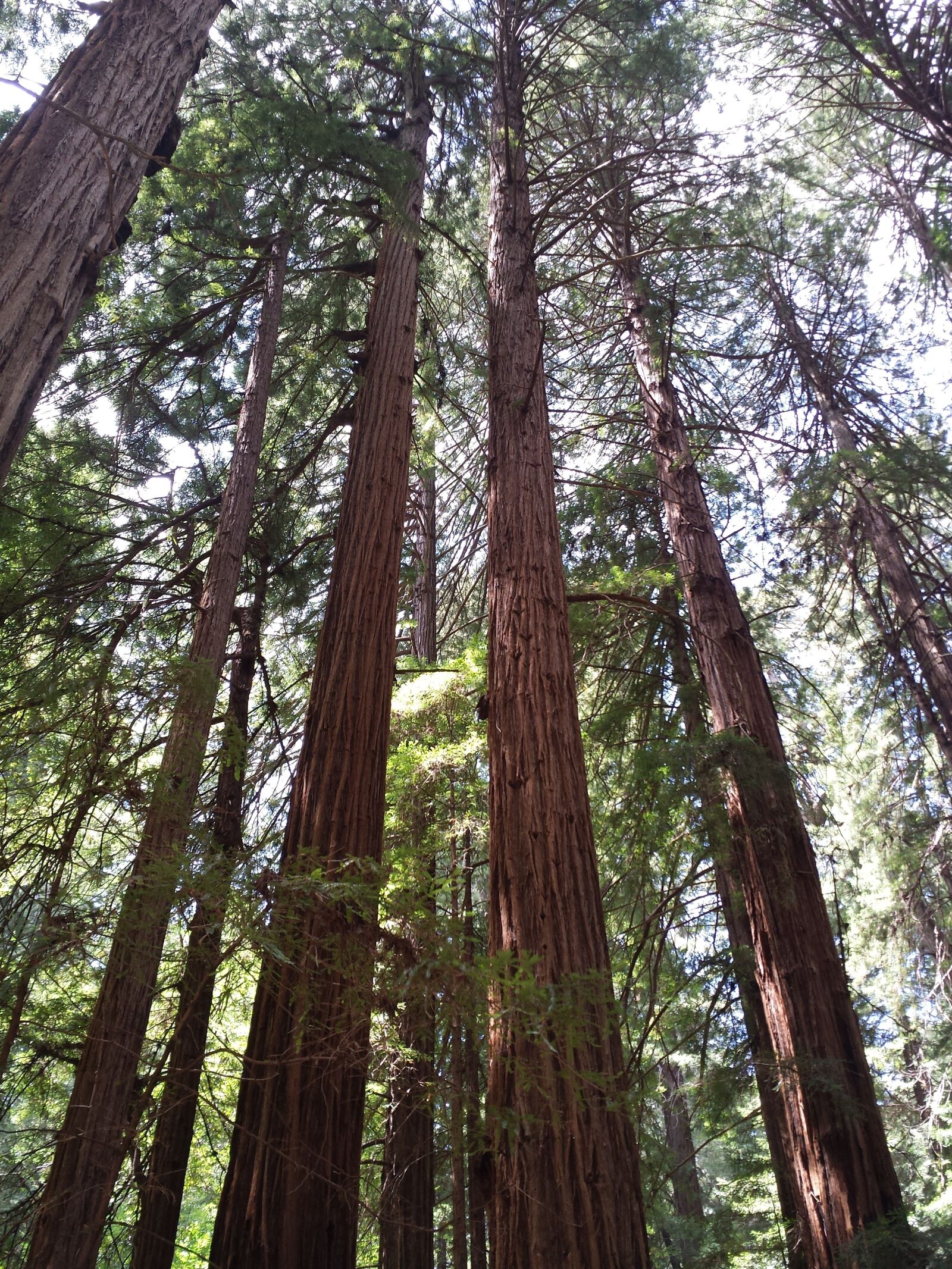 Samsung Galaxy S4 sample photo. Redwoods, muir woods, forest photography