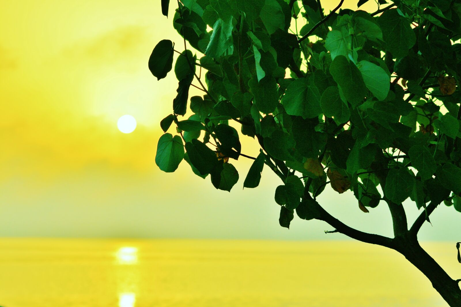 Canon EOS 700D (EOS Rebel T5i / EOS Kiss X7i) sample photo. Shades, tree, branch photography
