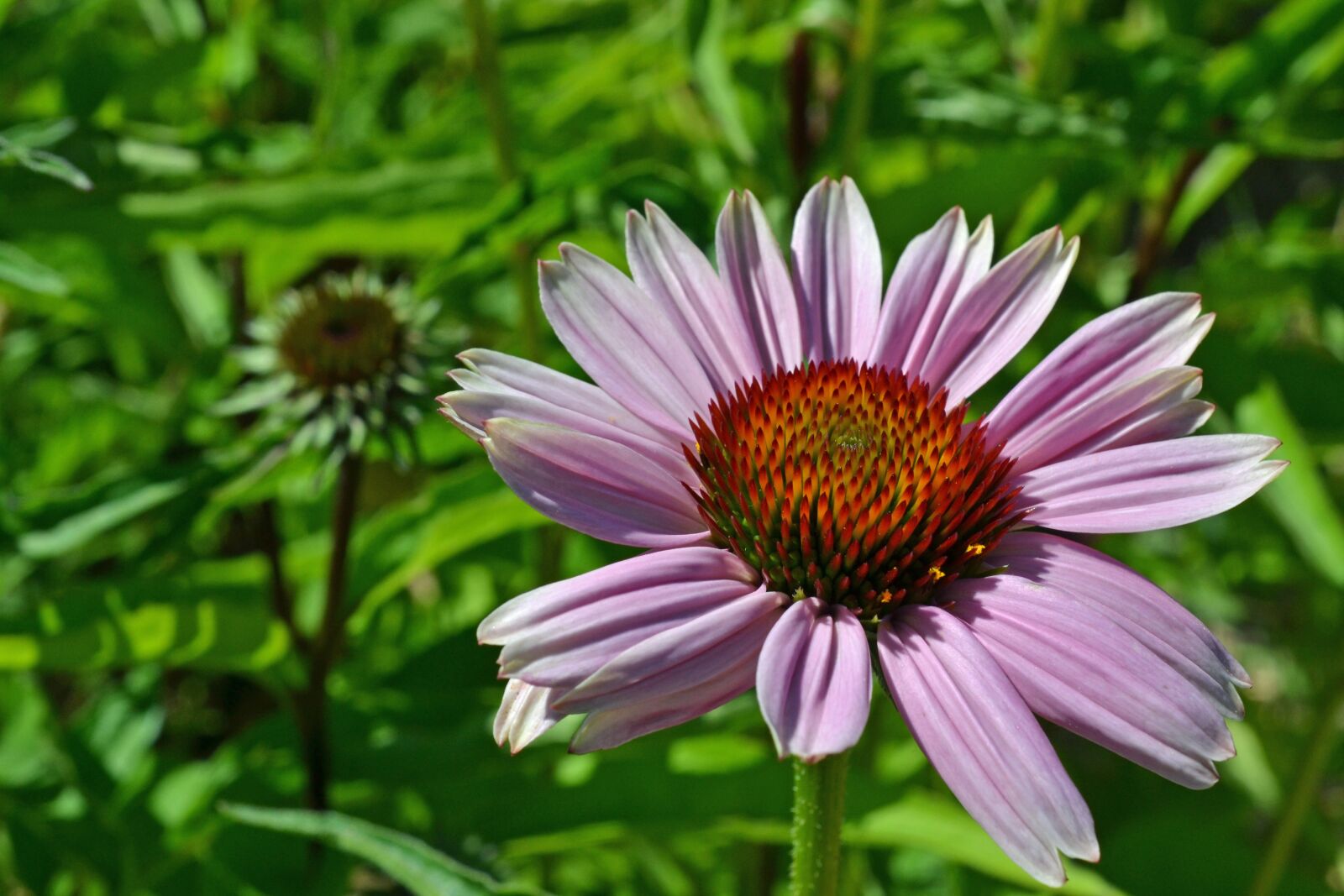 Nikon D3100 sample photo. Echinacea, coneflower, pallida photography
