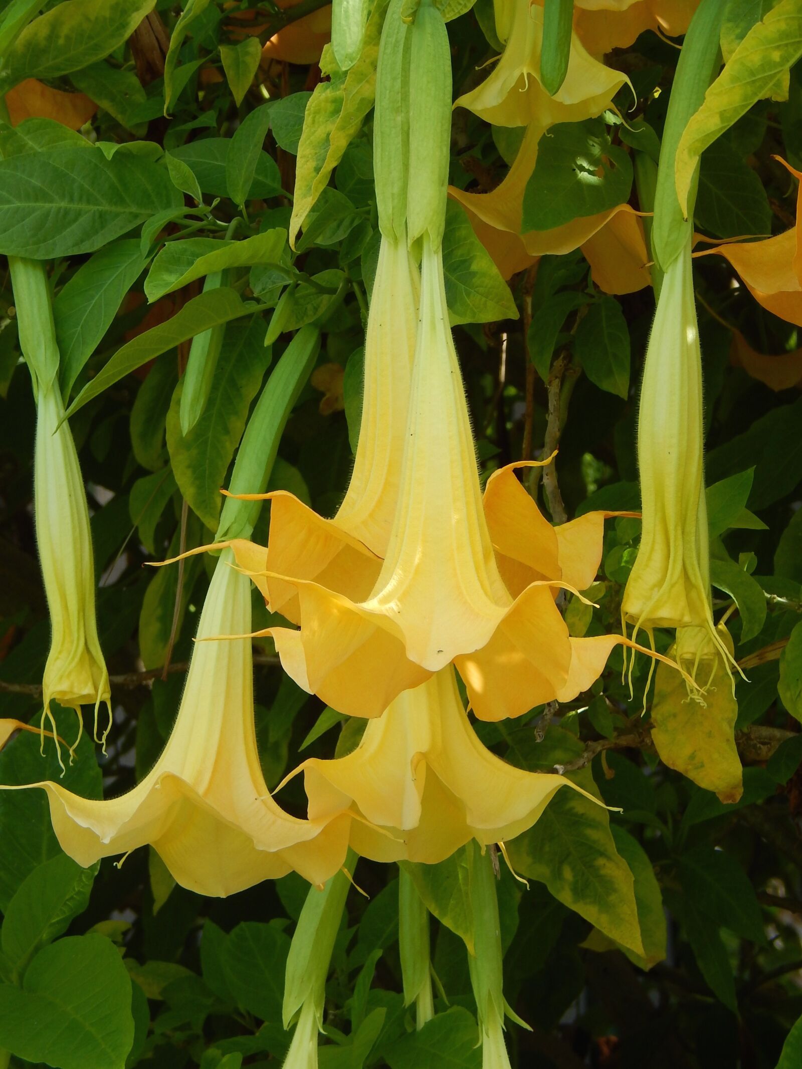 Nikon Coolpix L820 sample photo. Bower, yellow flower, trumpet photography